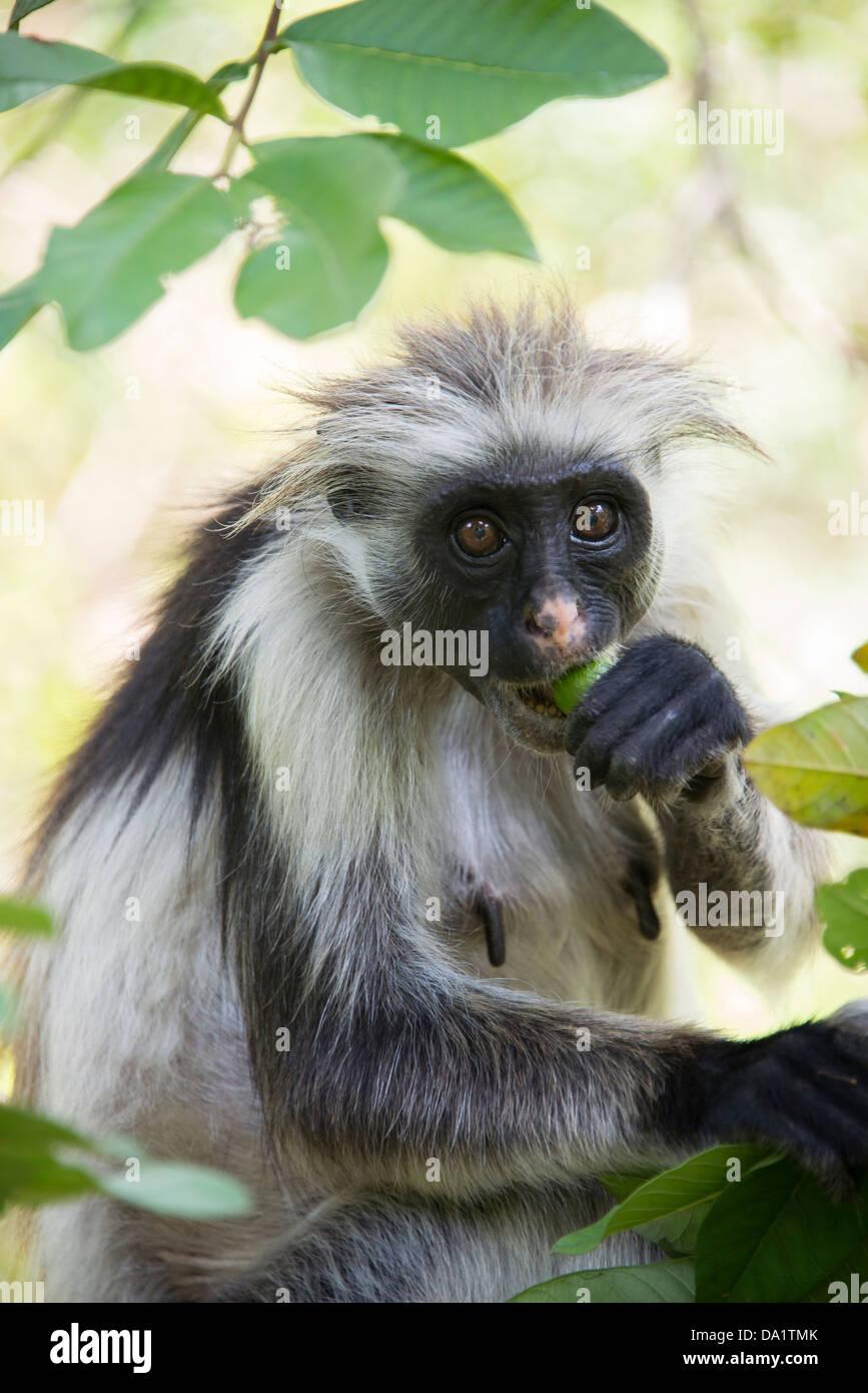 Roten Colobus Affen (Procolobus Kirkii). Jozani Chwaka Bay National Park, Sansibar, Vereinigte Republik Tansania, Ostafrika. Stockfoto