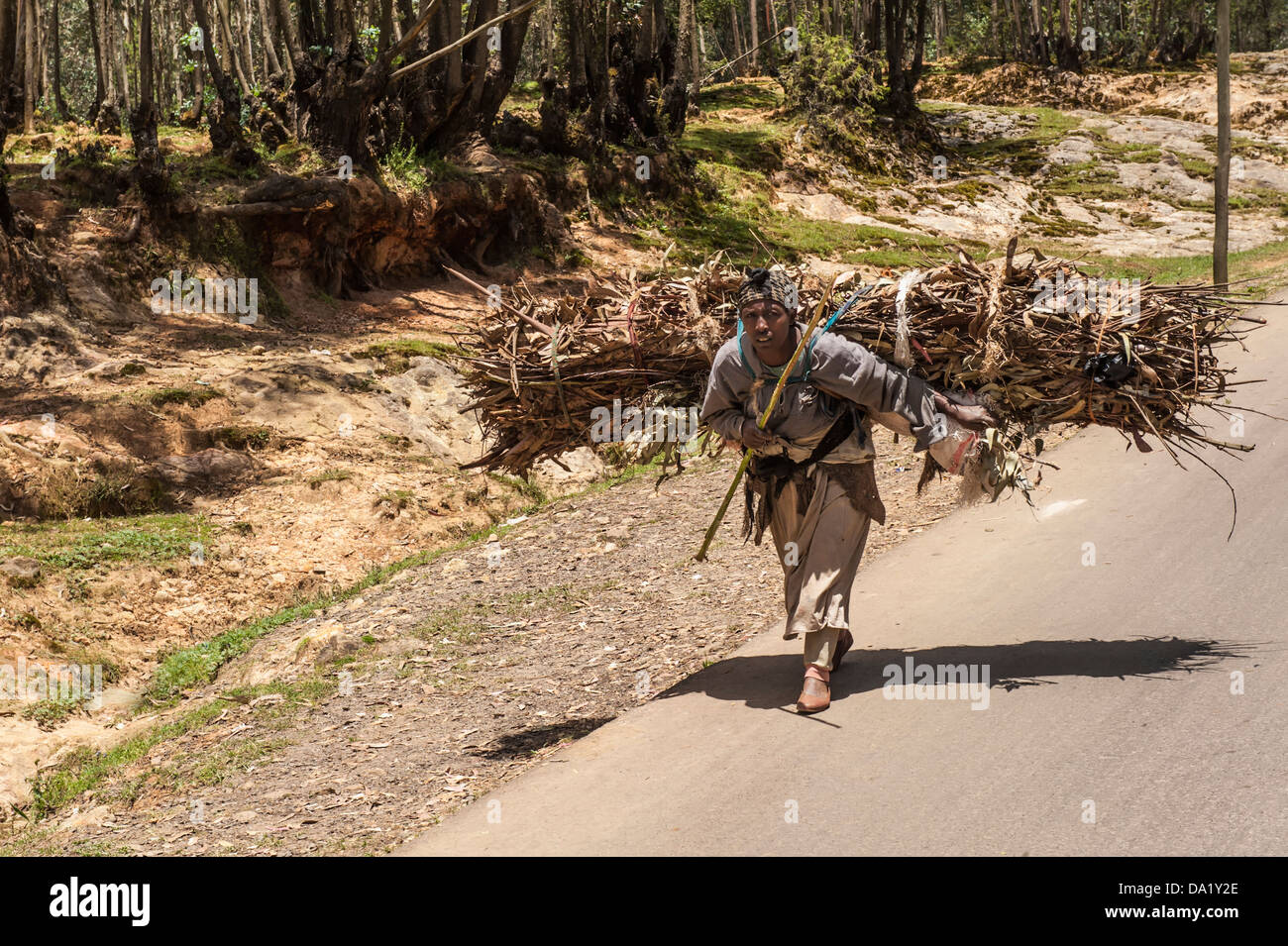 Frau, die ein Bündel von Eukalyptusholz, Addis Ababa, Äthiopien Stockfoto
