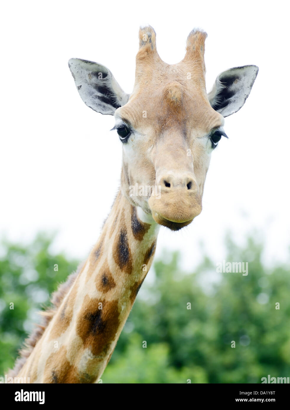 Giraffe Nahaufnahme zeigt Kopf und Hals Detail. Ohren und Hörner Prominente. Stockfoto