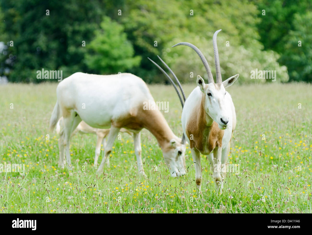 Zwei Krummsäbel horned Oryx-Antilopen grasen auf dem Rasen an einem sonnigen Tag Stockfoto