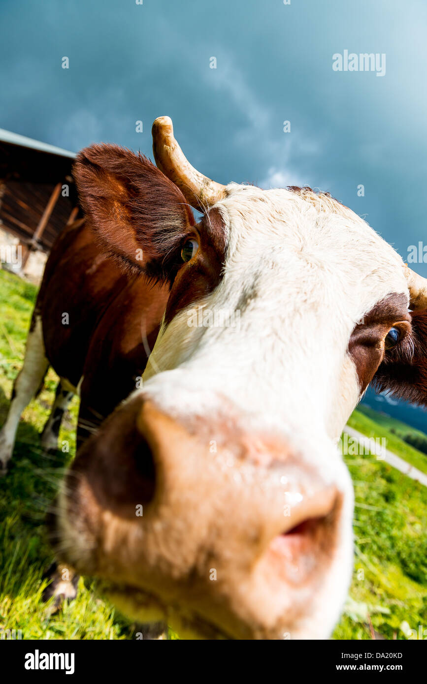Kuh, Bauernhof Tier in den französischen Alpen, Abondance Rennen Kuh, savy, Beaufort Sur Doron Stockfoto