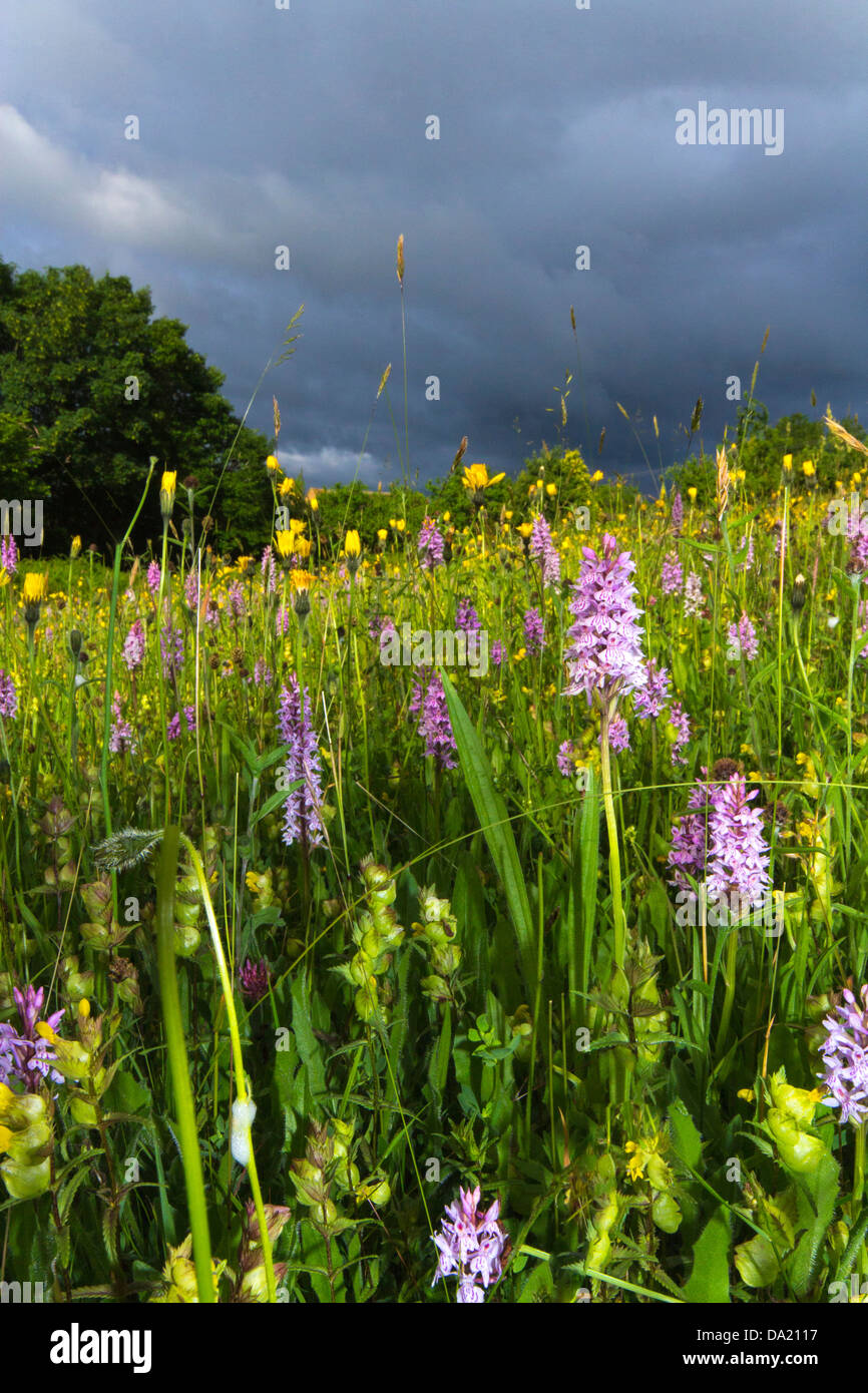 Gemeinsamen entdeckt Orchidee, Sommerwiese Gloucestershire UK Stockfoto
