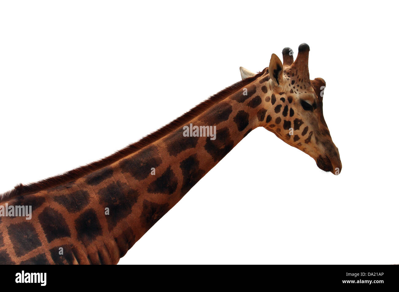 Baringo Giraffe Kopf und Hals Detail auf weißem Hintergrund. Vom Aussterben bedrohte Tier. Stockfoto