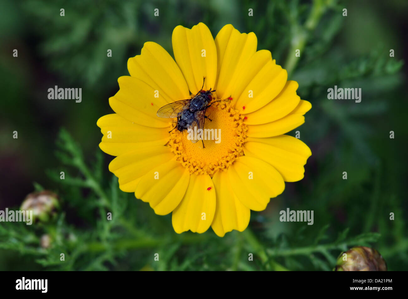 Schwarze Fliege auf einer gelben Blume. Feder Natur Hintergrund. Stockfoto