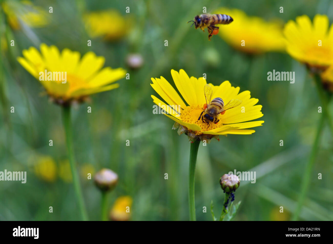 Honigbienen sammeln Pollen in einem Feld von blühenden Blumen. Frühling-Hintergrund. Stockfoto