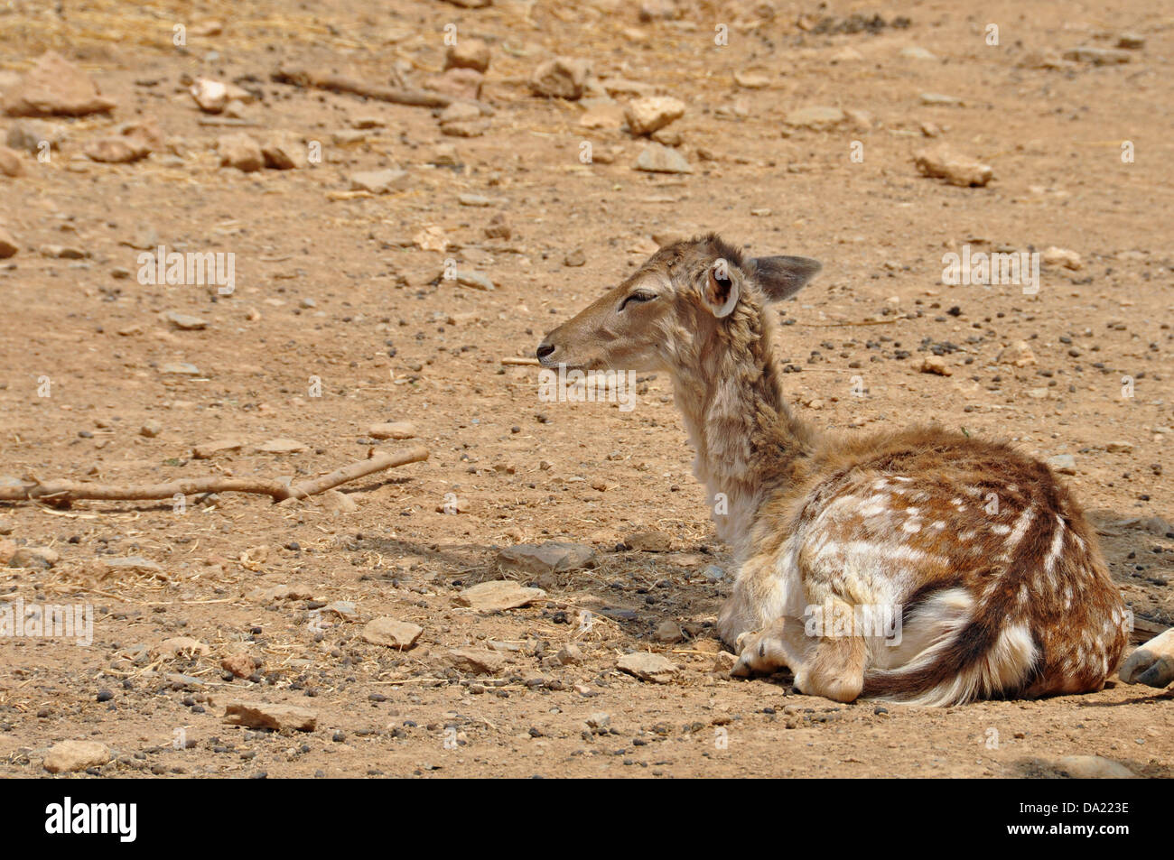 Damwild Tier ruht. DOE mit gefleckten Fell in Rhodos, Griechenland heimisch. Stockfoto