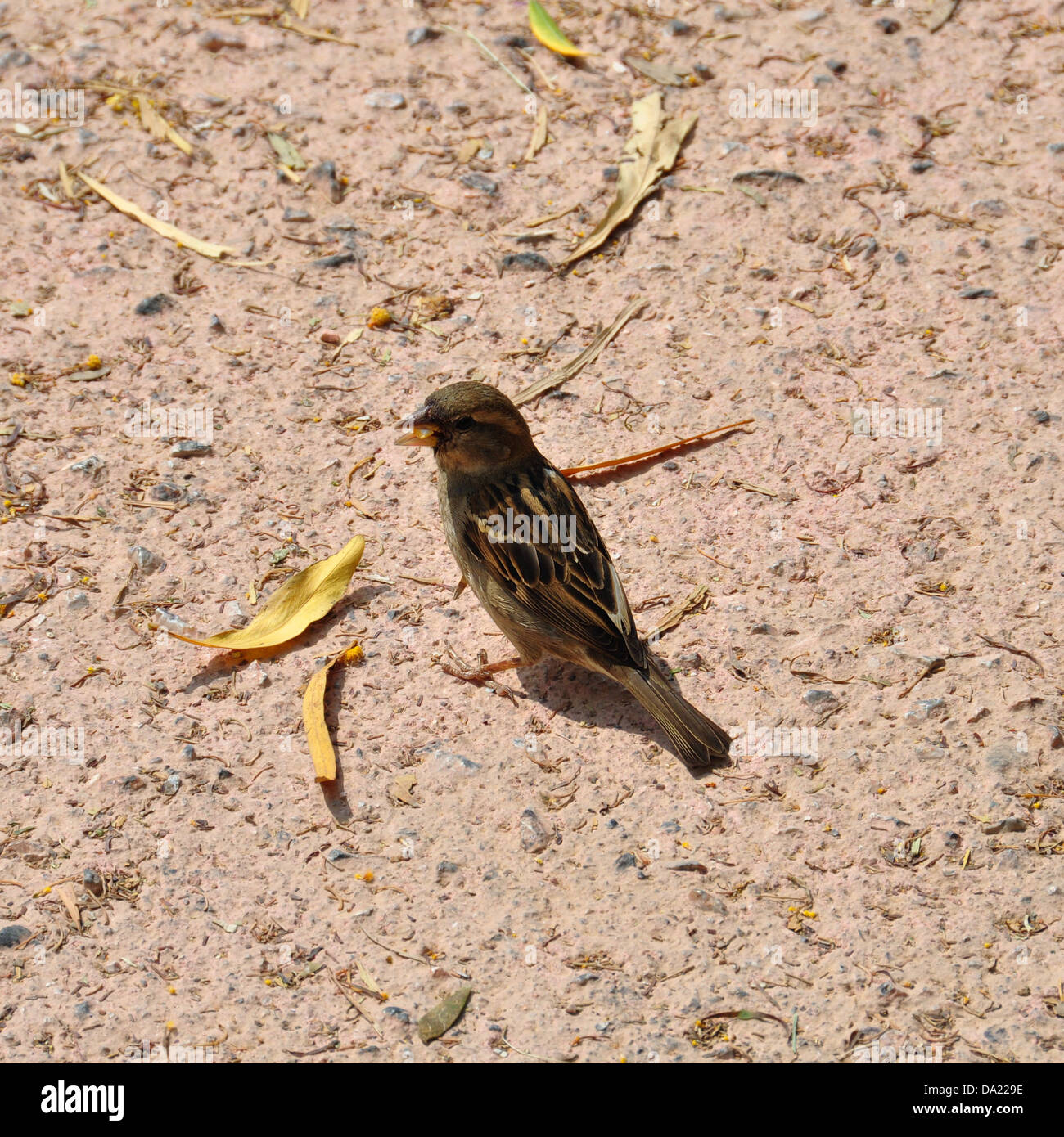 Braune kleine Spatz Vogel ernähren sich von Samen. Tierische Hintergrund. Stockfoto