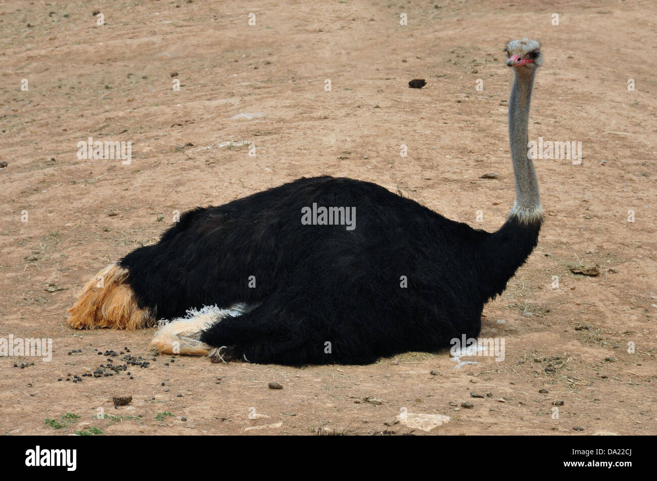 Afrikanischen wilden Straußen auf dem Boden saßen. Großen flugunfähigen Vogel Tier Hintergrund. Stockfoto