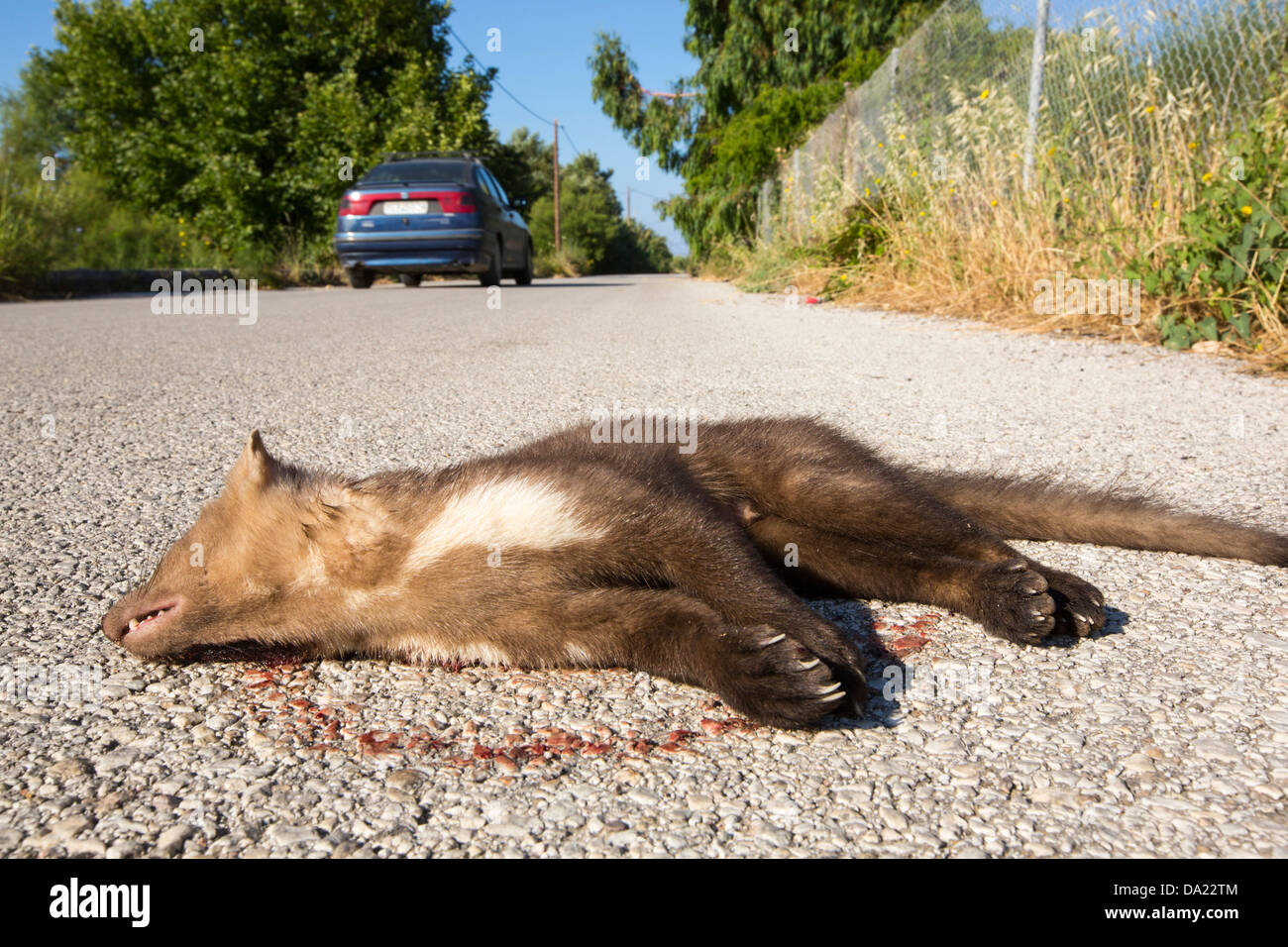 Ein Steinmarder (Martes Foina) getötet in Skala Eresou, Lesbos, Griechenland unterwegs. Stockfoto