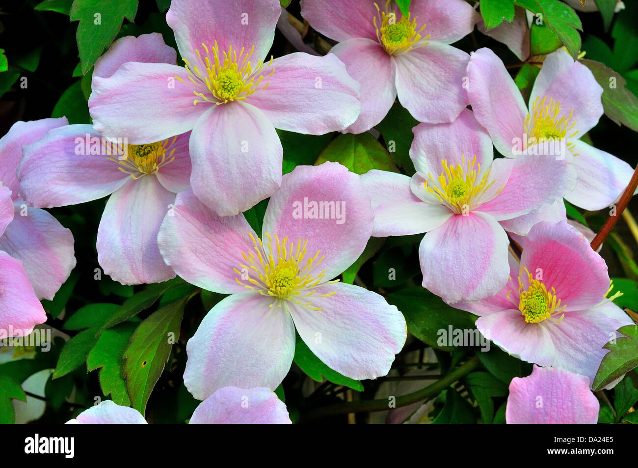 Blüten von Clematis Montana 'Elizabeth' Stockfoto