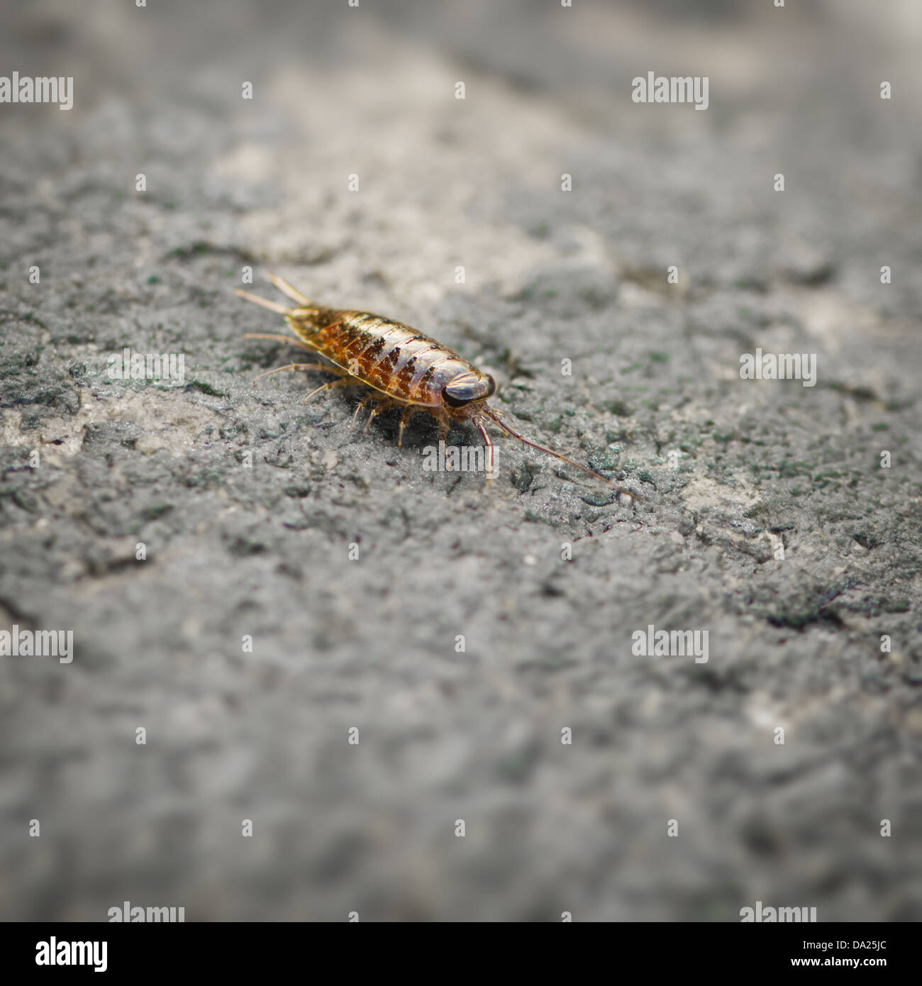 Meer Slater (Meer Laus) auf der Steinoberfläche Stockfoto