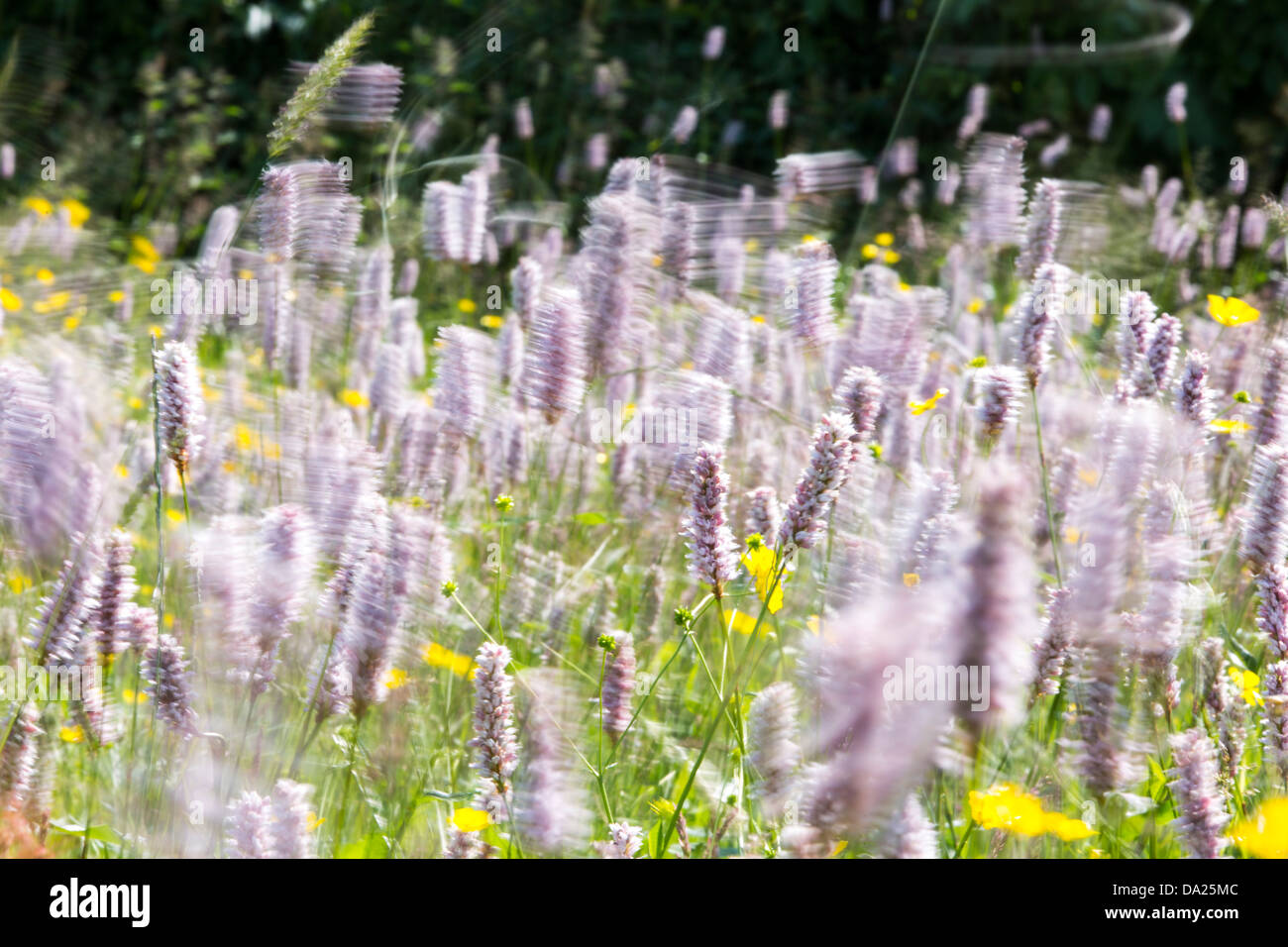 Wasser Bistort, Hahnenfuß, Klee und andere wilde Blumen wachsen in Arten reiche traditionelle Mähwiese in Windermere, Lake Di Stockfoto