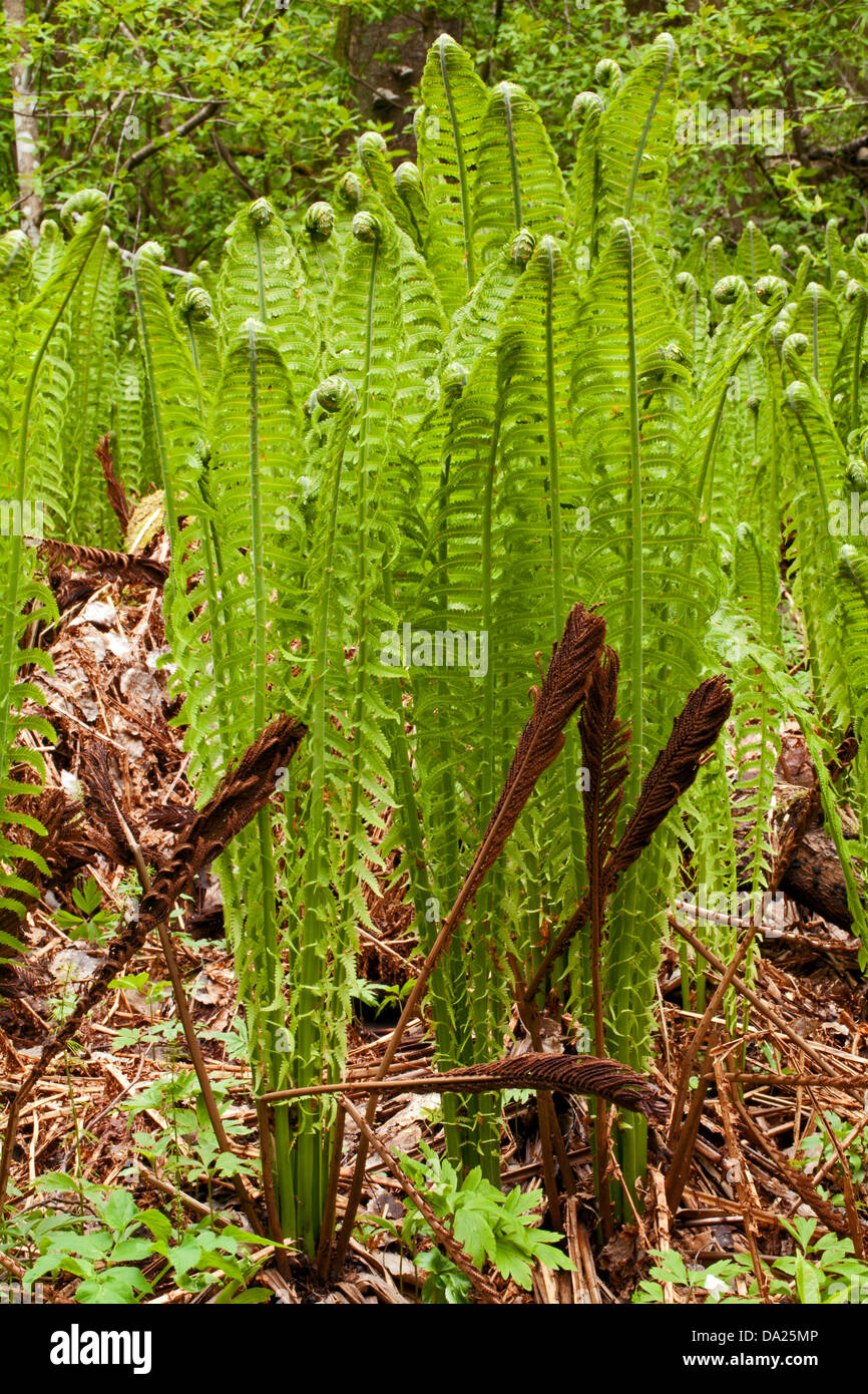 Strauß-Farn (Matteuccia Struthiopteris) junge Sprossen mit letztes Jahr Wedel Stockfoto