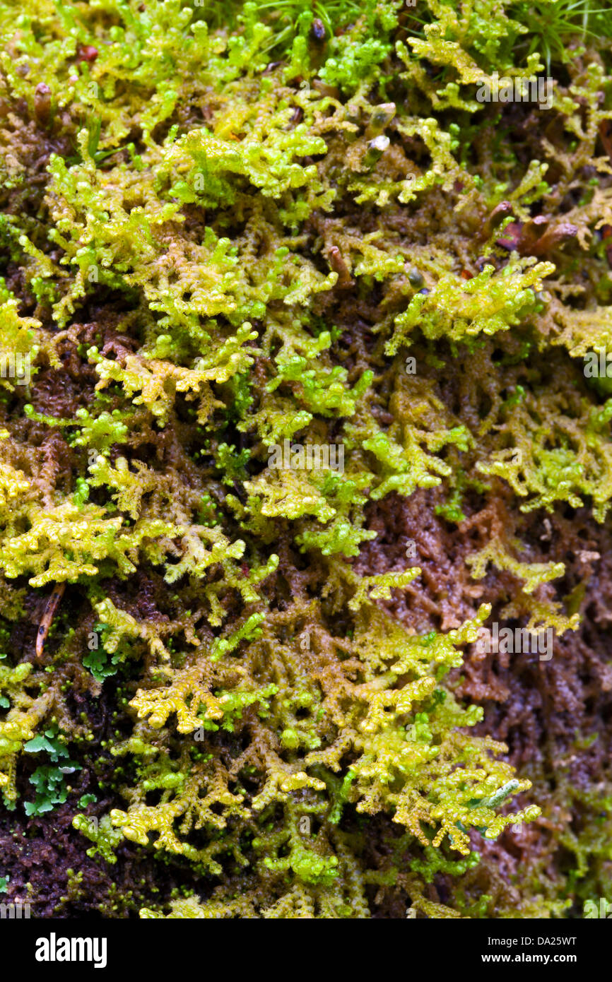 Naugehyde Lebermoos (Ptilidium Pulcherrimum) Stockfoto