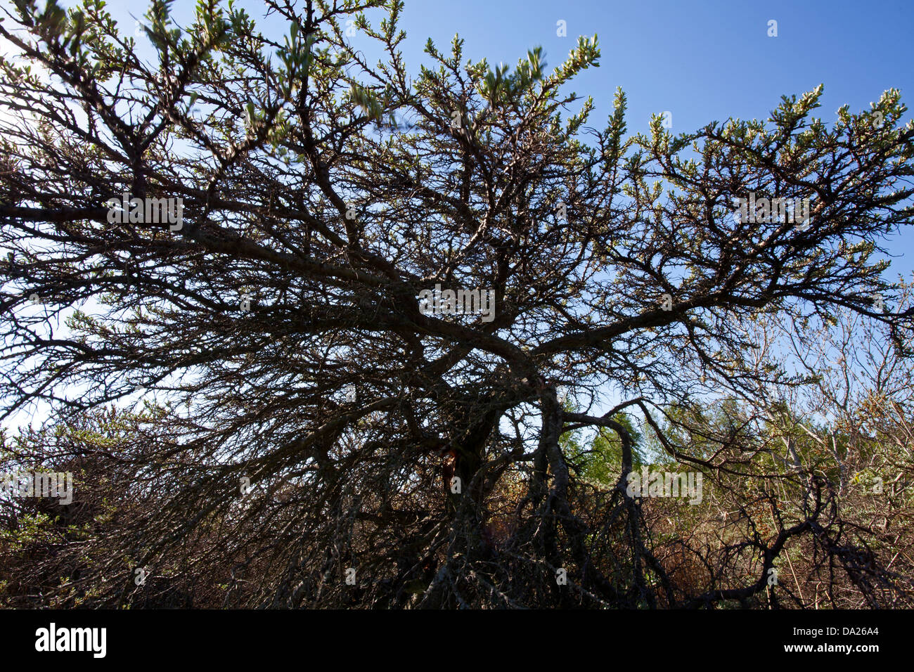 Gemeinsamen Sanddorn (Hippophae Rhamnoides) alten Wachstum Stockfoto