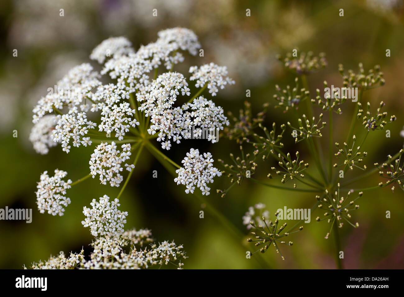 Gemahlen Sie ältere (Aegopodium Podagraria) Blüten und Samen Stockfoto