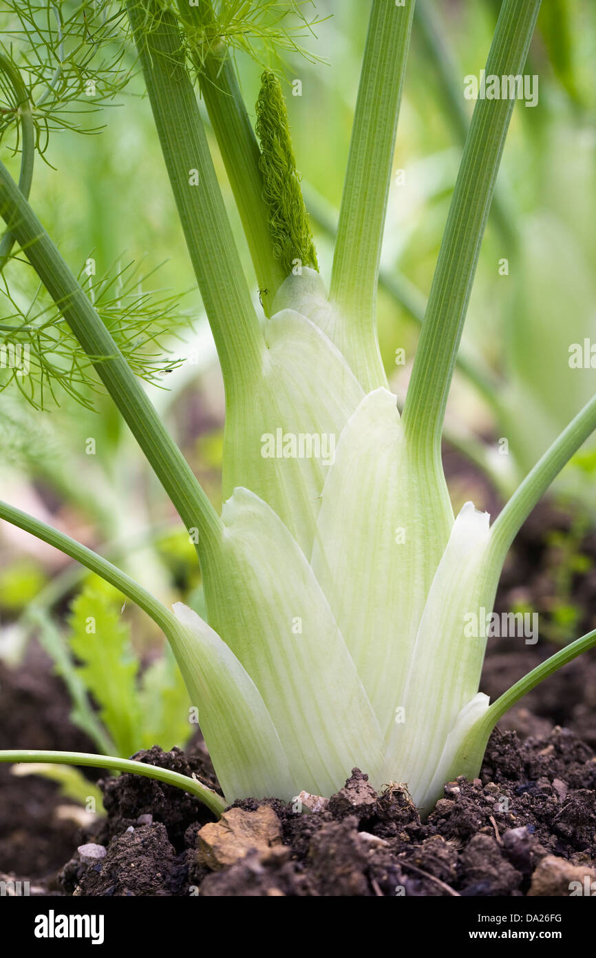 Foeniculum Vulgare. Florenz Fenchel wächst in einem Gemüsegarten. Stockfoto