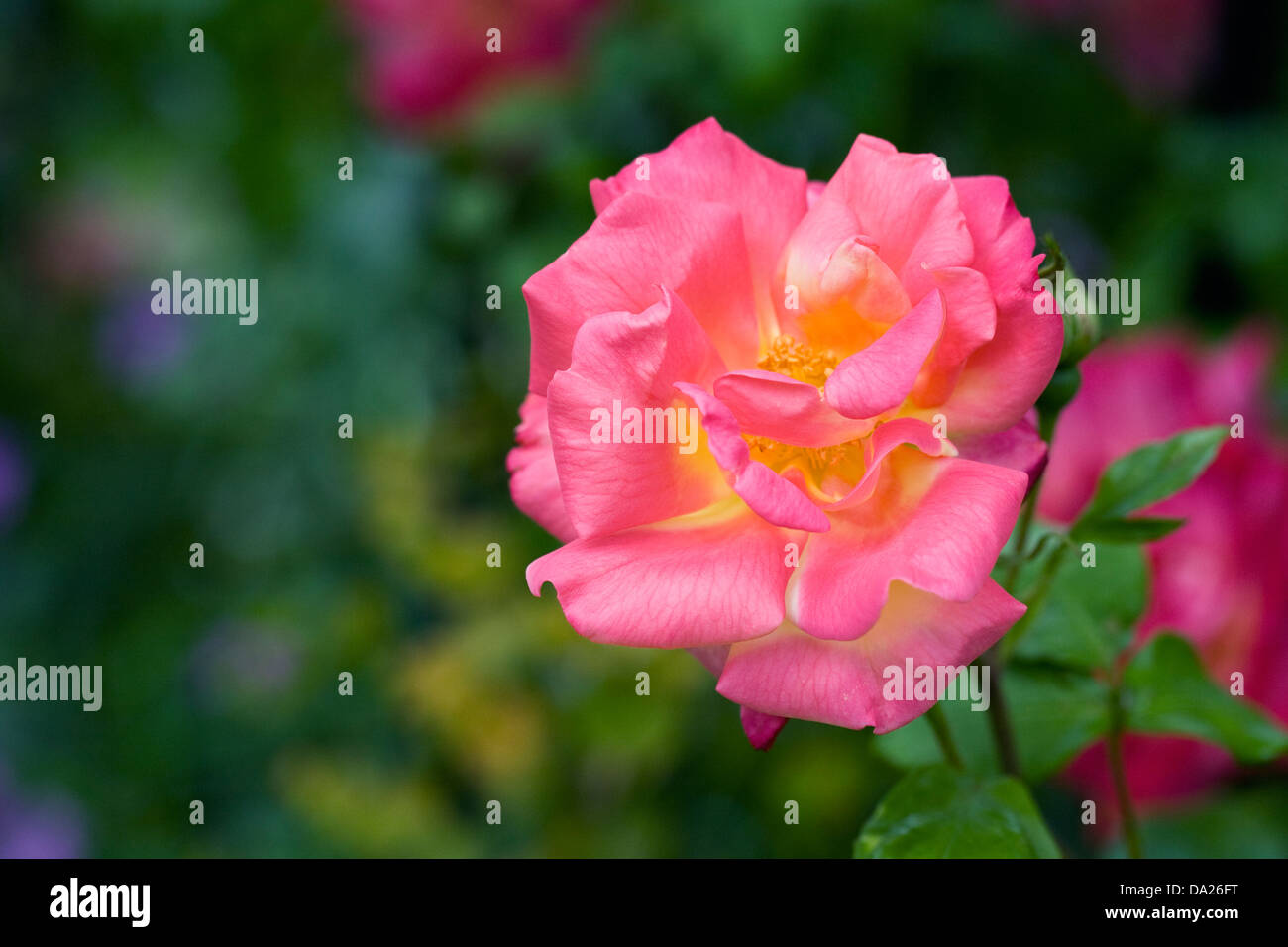 Rosa 'Harlekin'. Klettern in einem englischen Garten rose "Harlekin". Stockfoto