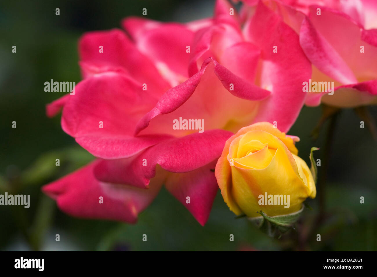 Rosa 'Harlekin'. Klettern in einem englischen Garten rose "Harlekin  Stockfotografie - Alamy