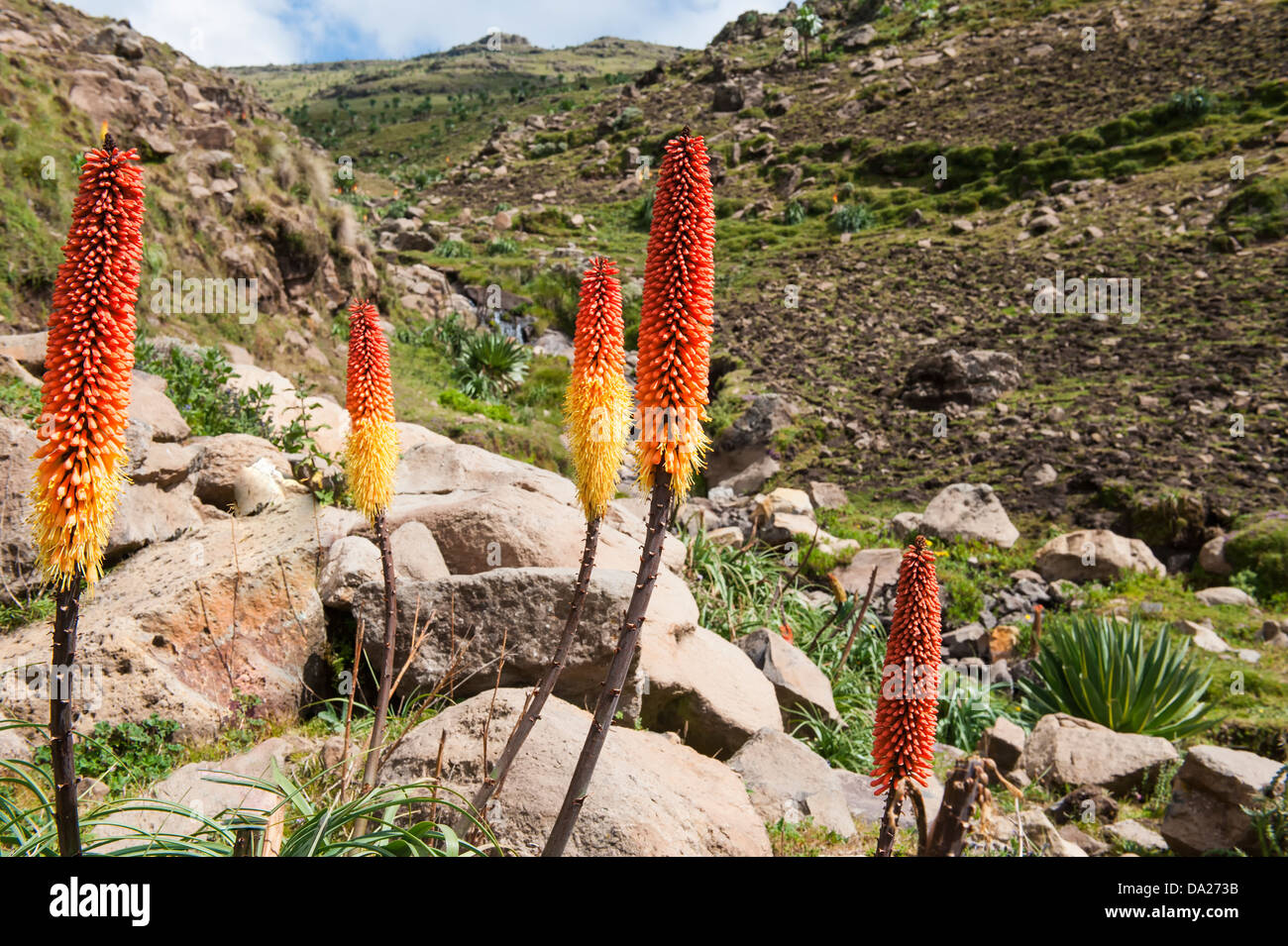 Kniphofia auch namens Tritoma oder Red Hot Poker (Kniphofia Foliosa), Äthiopien Stockfoto