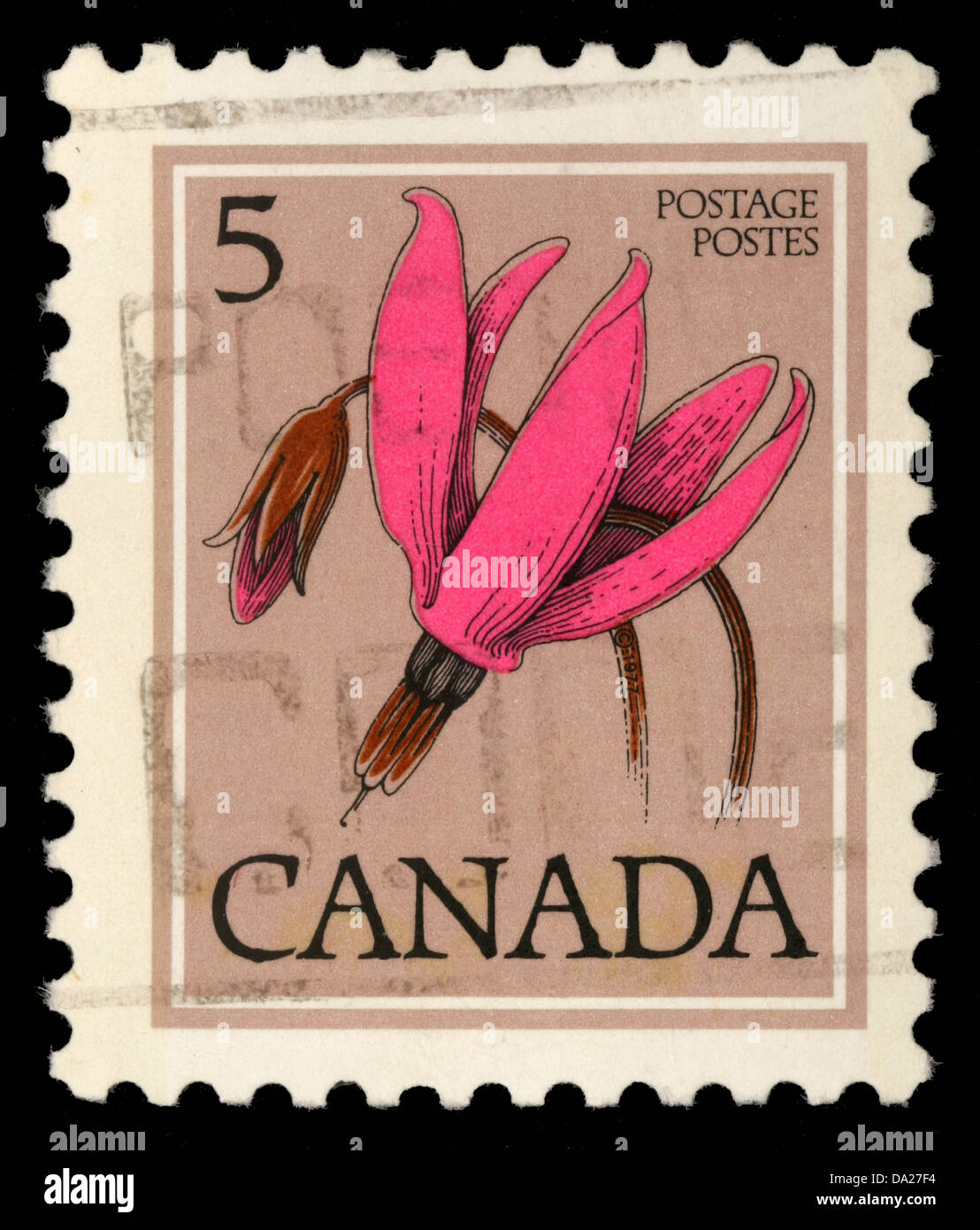 Kanada - CIRCA 1977: Eine Briefmarke gedruckt in Kanada zeigt Blume: Shooting Star aus der Serie "Blumen", ca. 1977 Stockfoto