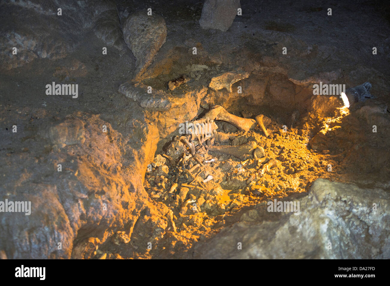 Dh WAITOMO NEUSEELAND Waitomo Höhlen Moa Skelett Höhlen Stockfoto