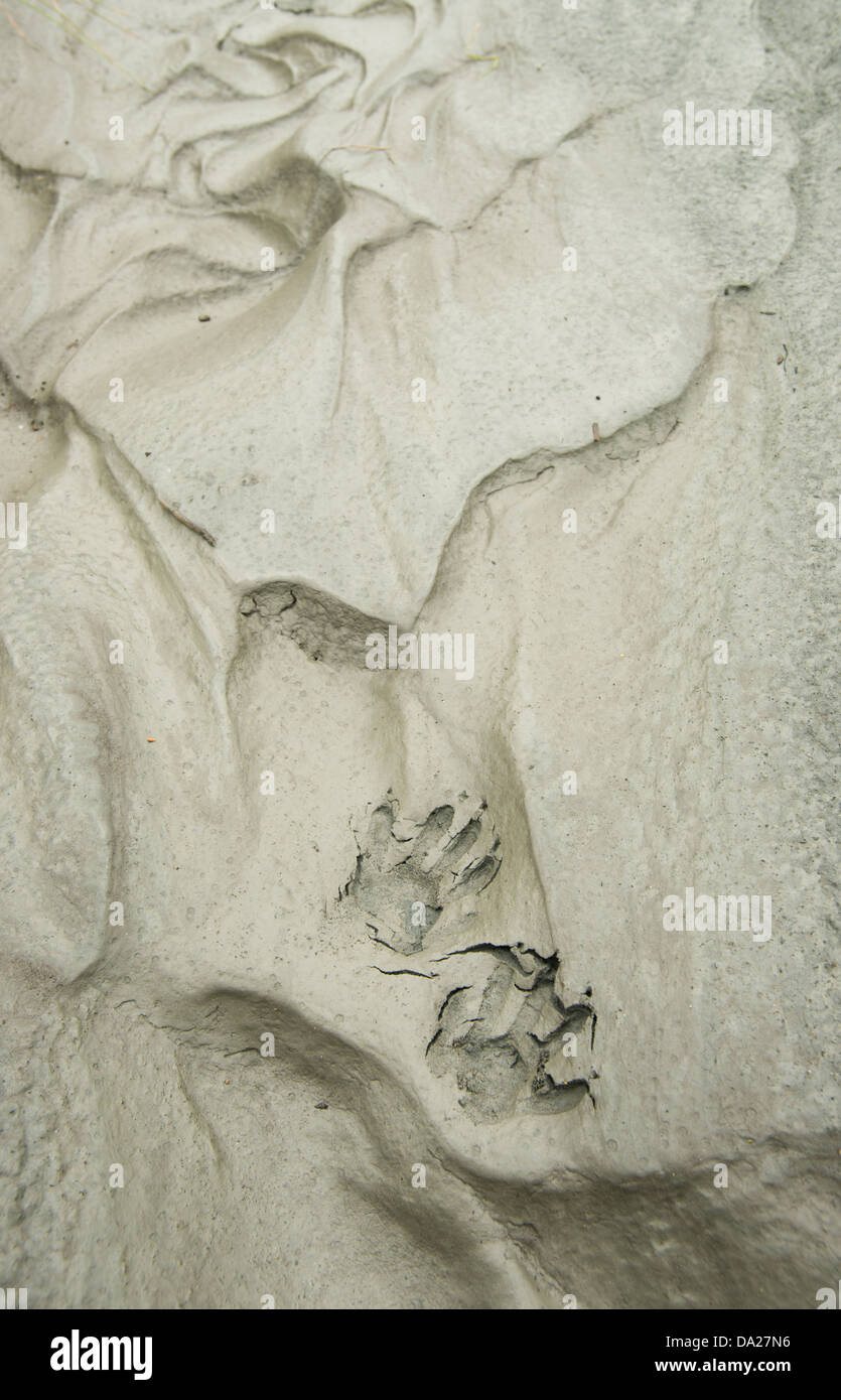 Waschbär Spuren im Schlamm der freiliegende Flussbett, Elwha River Restoration, Olympic Halbinsel, Washington Stockfoto