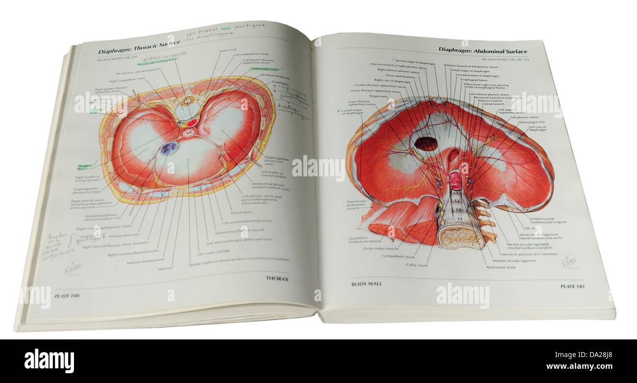 Atlas der menschlichen Anatomie von Frank Netter Stockfoto