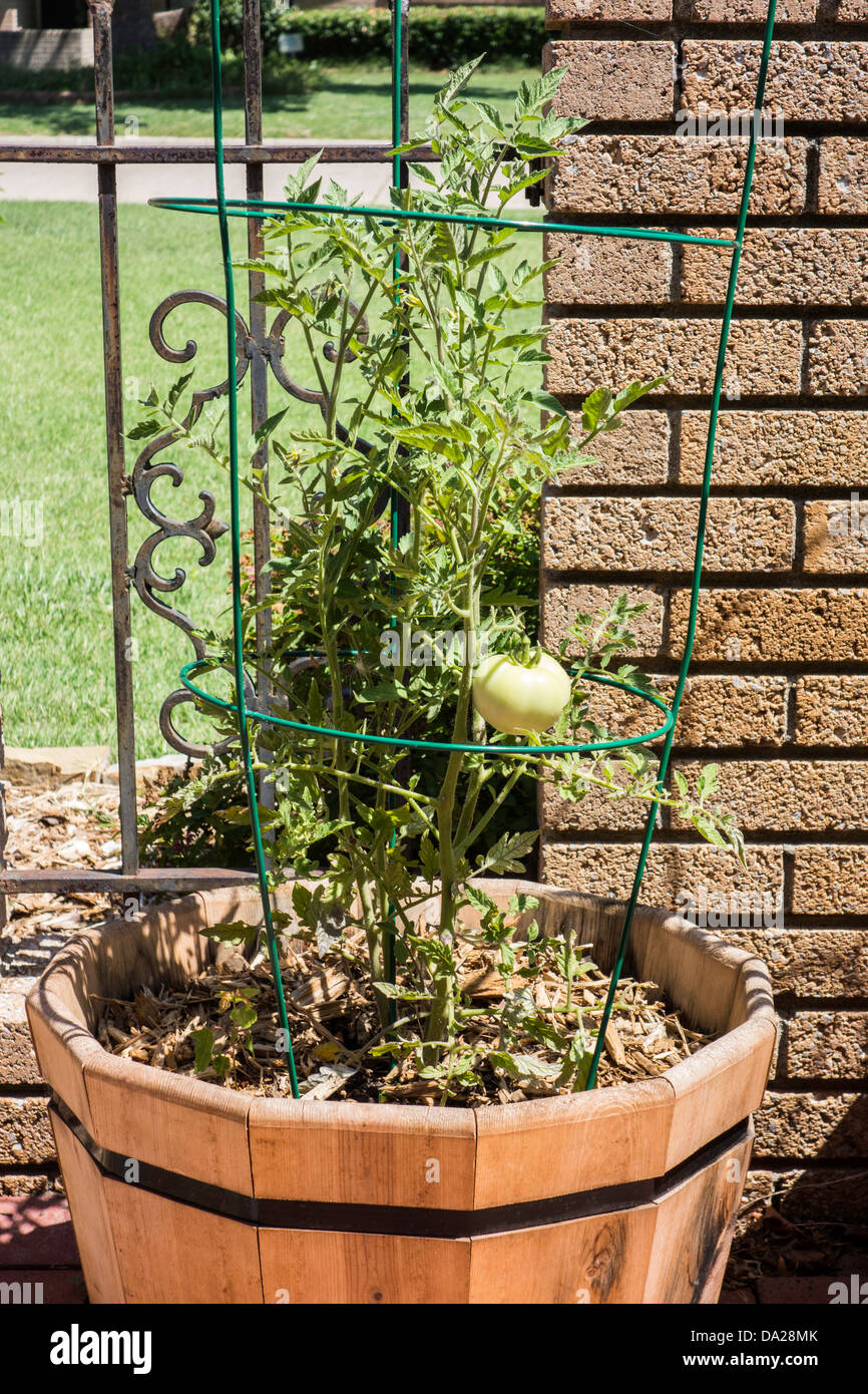 Eine Tomatenpflanze in einem Container Zeder sitzt auf einer Terrasse. Stockfoto