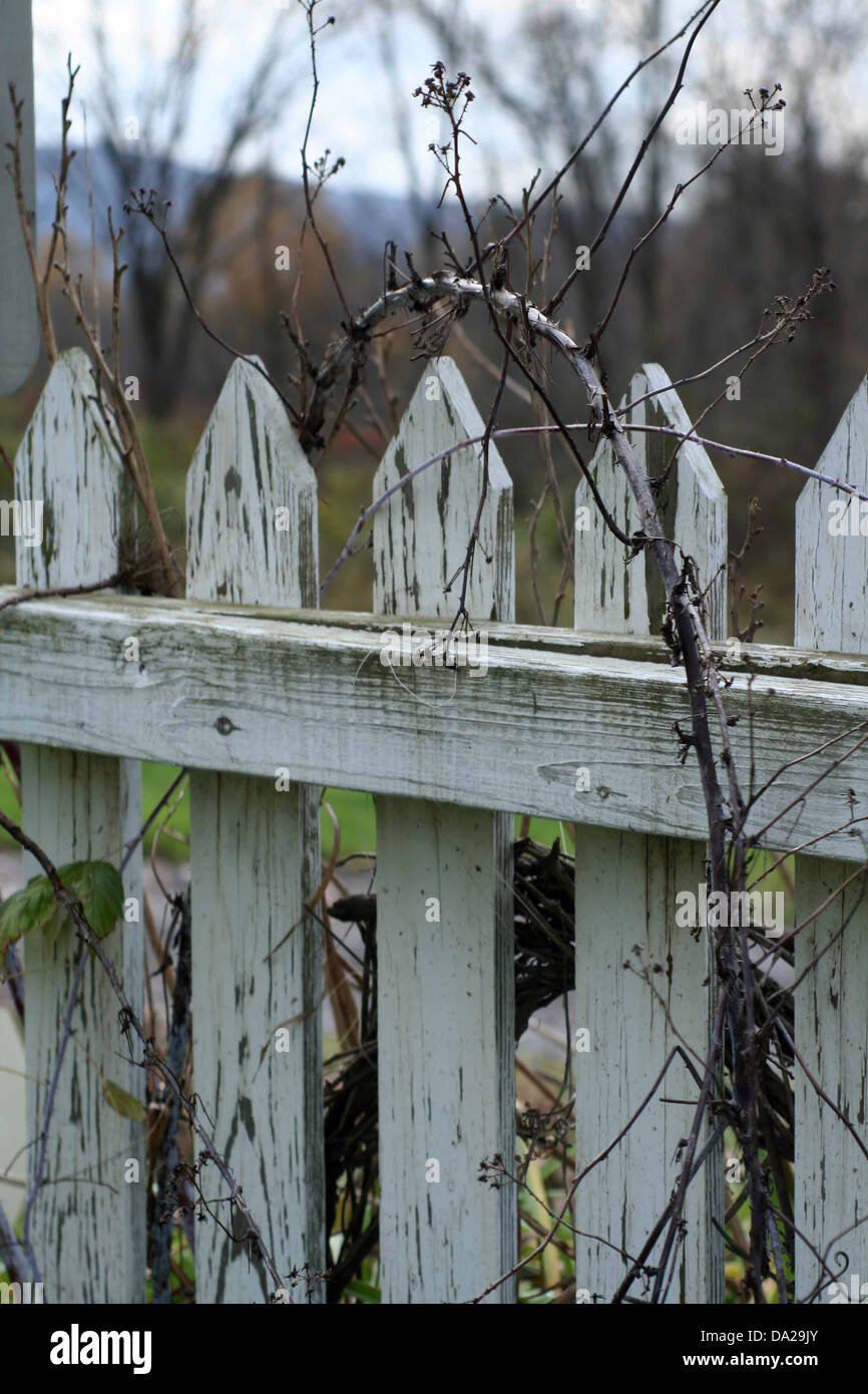 weißer Zaun alten verwitterten Gartenhaus Bauernhof Unkraut Unkraut Blätter Weinblatt vertikale Stockfoto