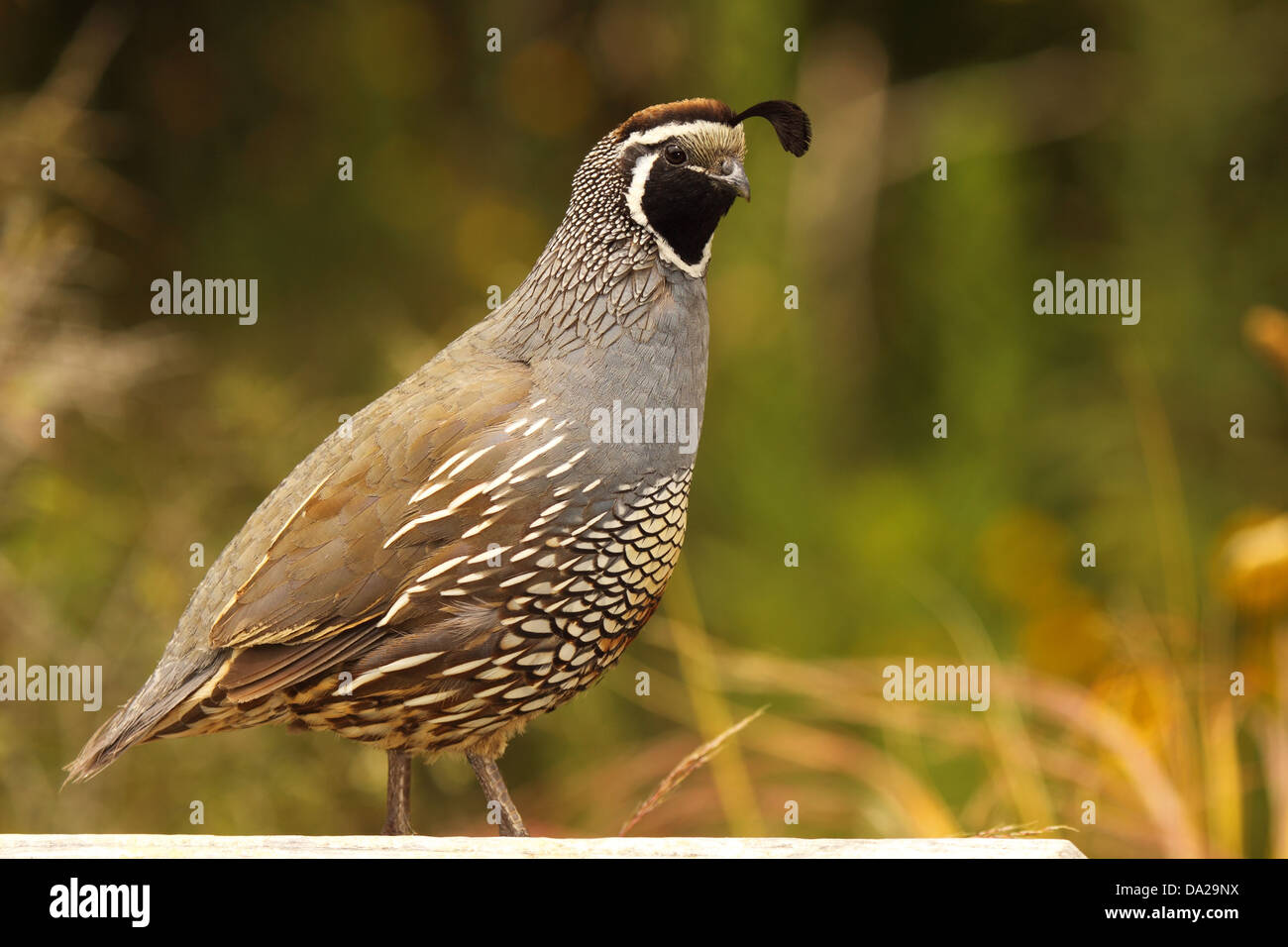 Eine männliche Kalifornien Wachteln ruhen auf einen fetten Barsch. Stockfoto