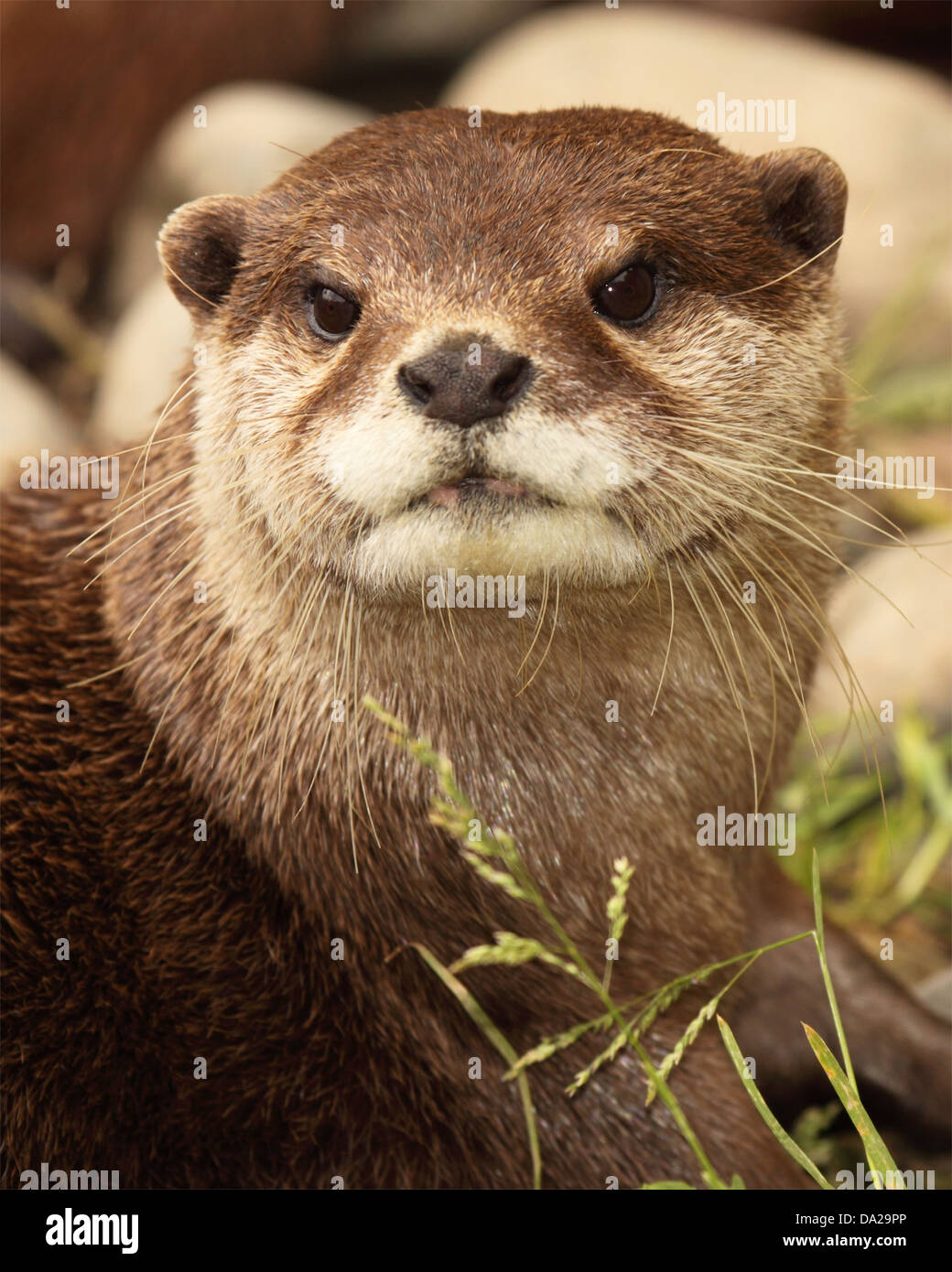 Ein Porträt von einem afrikanischen Clawless Otter nachschlagen. Stockfoto