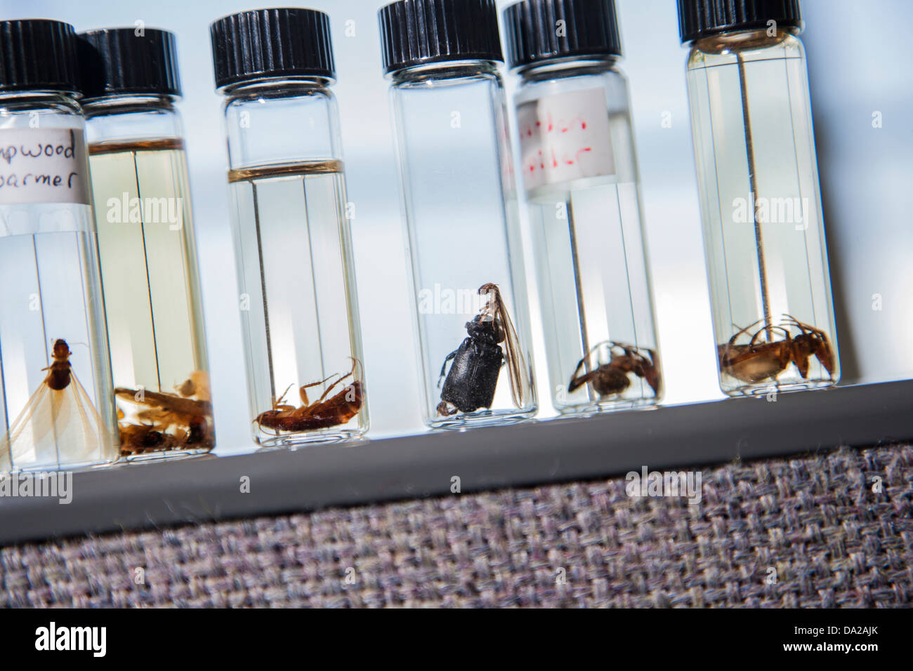 kleine Bugs in Glasröhren auf einem Regal Stockfoto