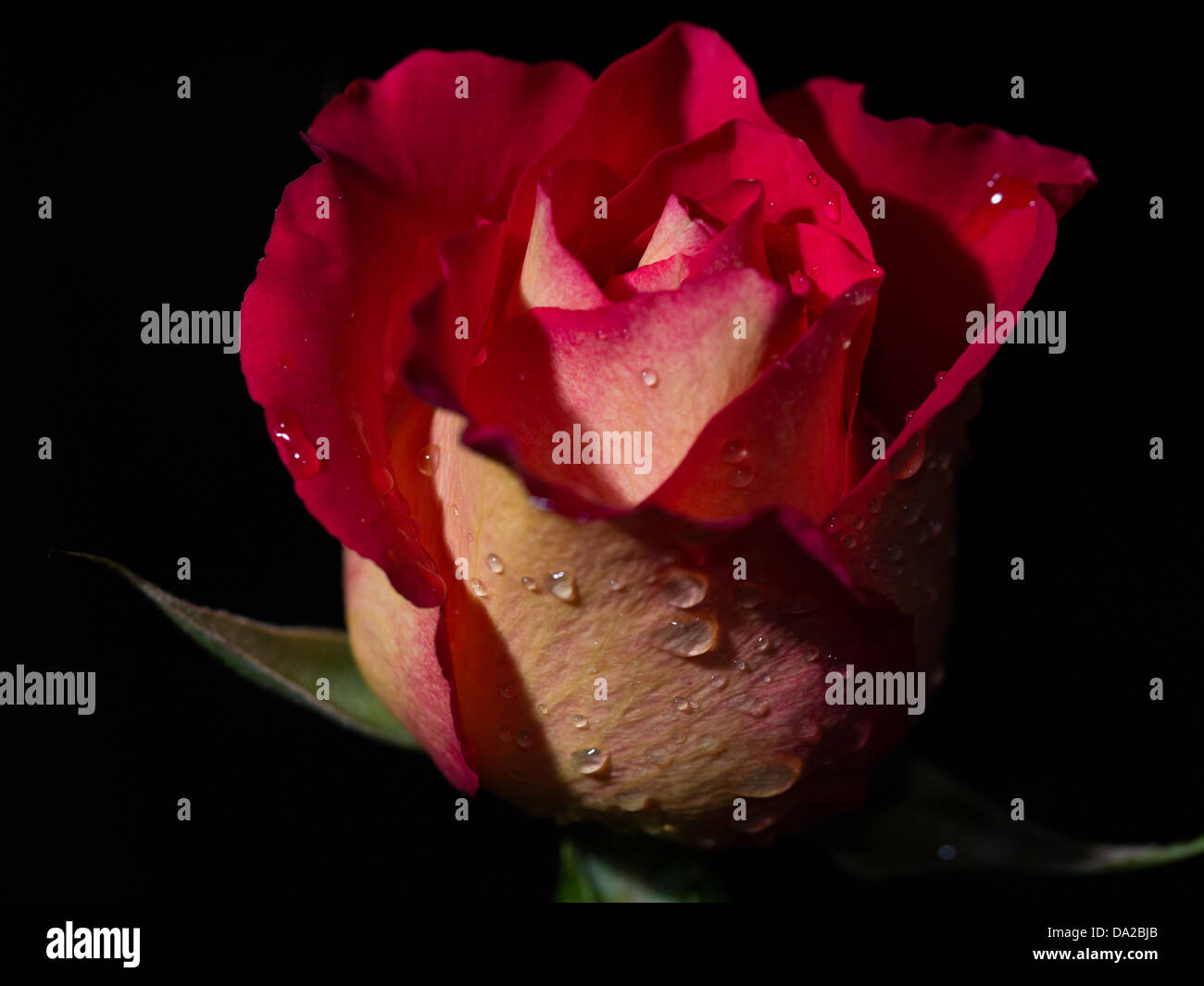 Einzelne rote Rose auf einem Stiel mit einem dunklen Hintergrund und Tau fällt. Niedrige wichtige Makro Nahaufnahme. Stockfoto