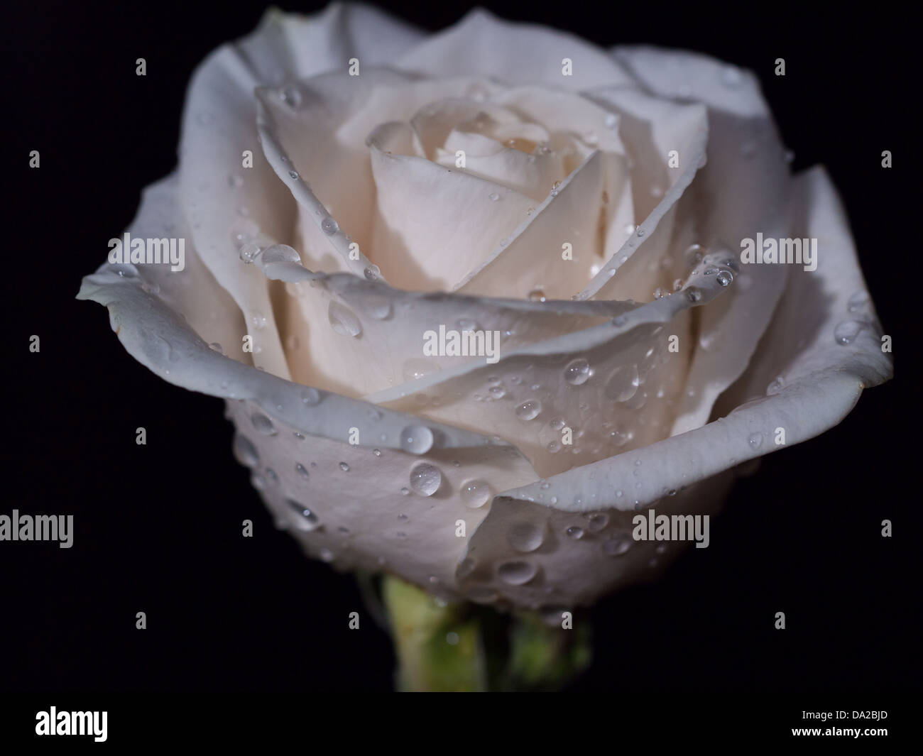 Einzelne weiße Rose auf einem Stiel mit einem dunklen Hintergrund und Tau fällt. Niedrige wichtige Makro Nahaufnahme. Stockfoto