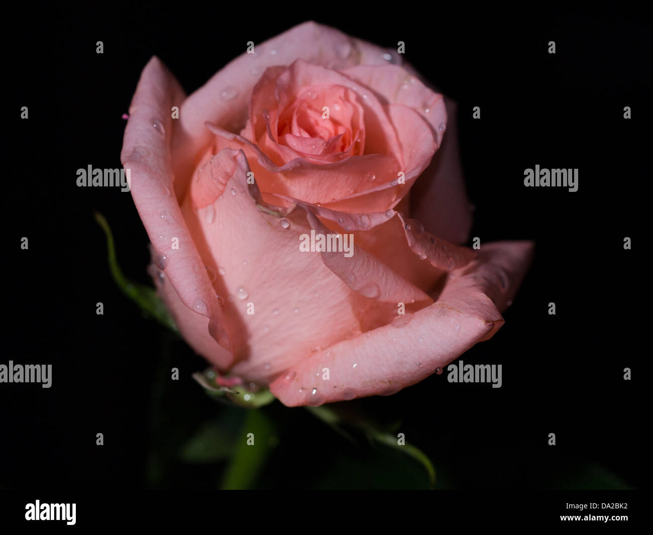 Einzigen rosa Rose mit Stengel und Blätter grün Rose dunklen Hintergrund und Tau fällt. Niedrige wichtige Makro Nahaufnahme. Stockfoto