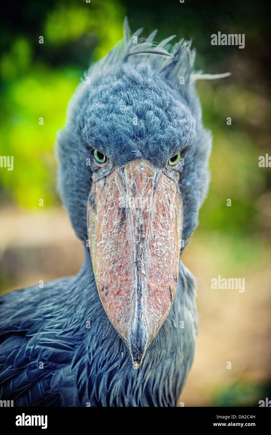 Afrikanische Schuhschnabel (Balaeniceps Rex) auch bekannt als Whalehead oder Schuh-billed Storch Stockfoto