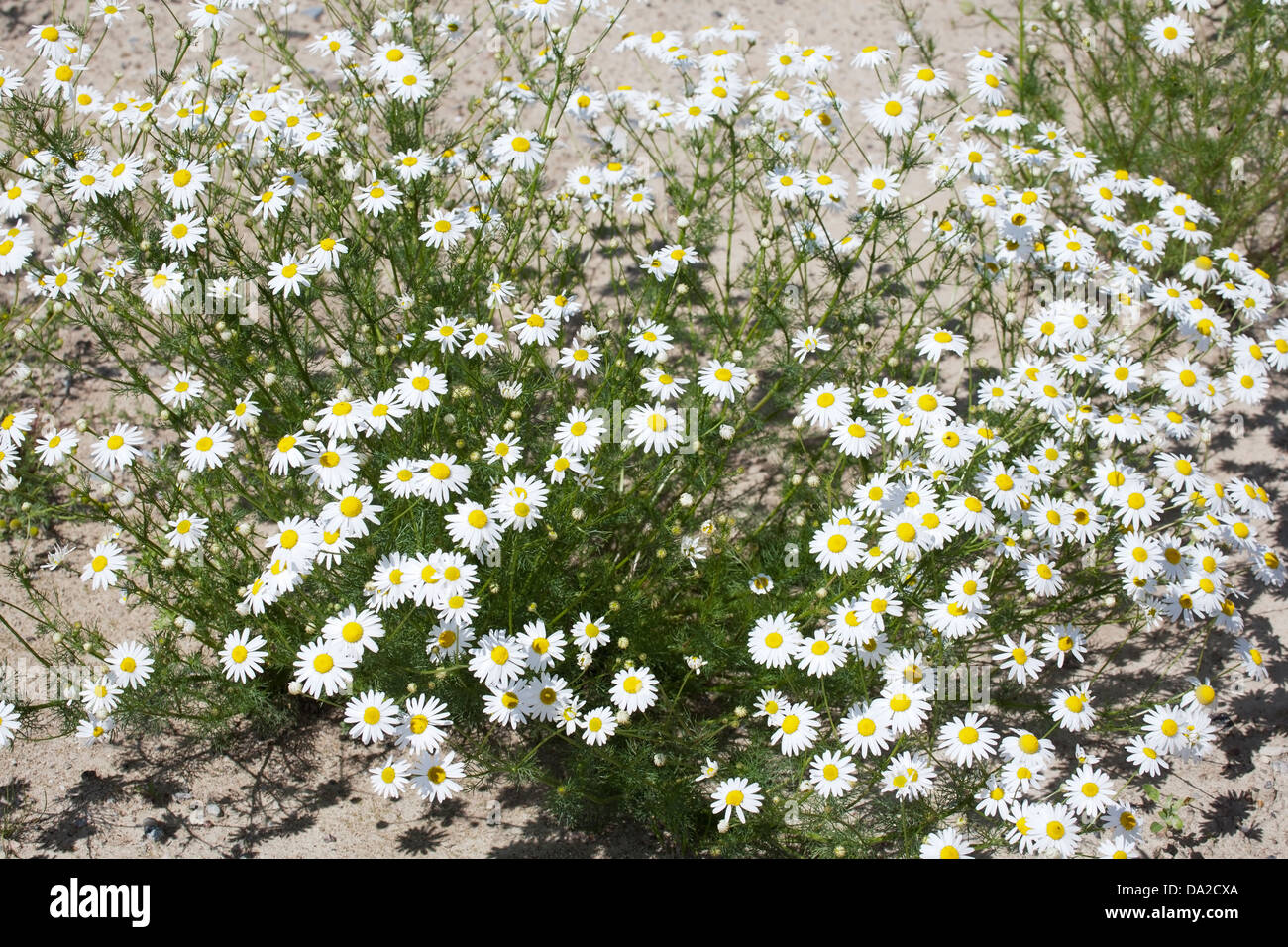 Tripleurospermum Inodorum, geruchlos Mayweed, blühen Stockfoto