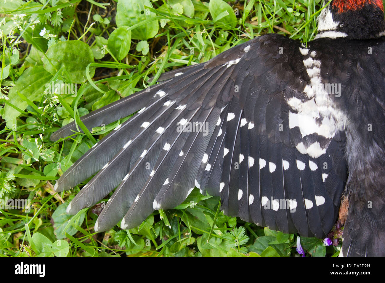 Dendrocopos Major, Buntspecht, tot am Boden Stockfoto