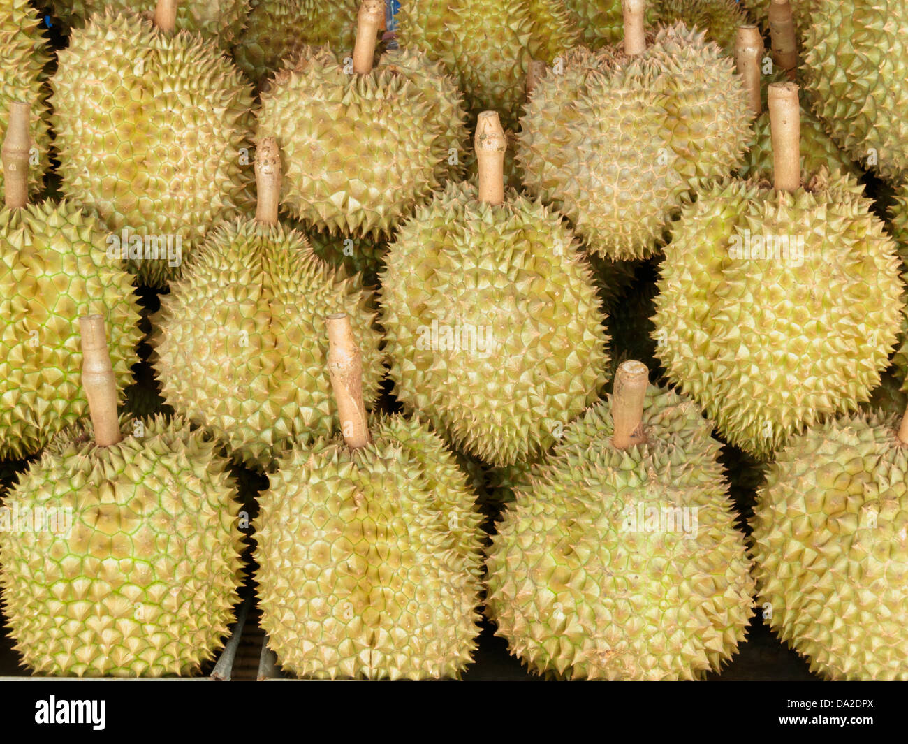 Durian-König der Thai Früchte in Thailand Markt. Stockfoto