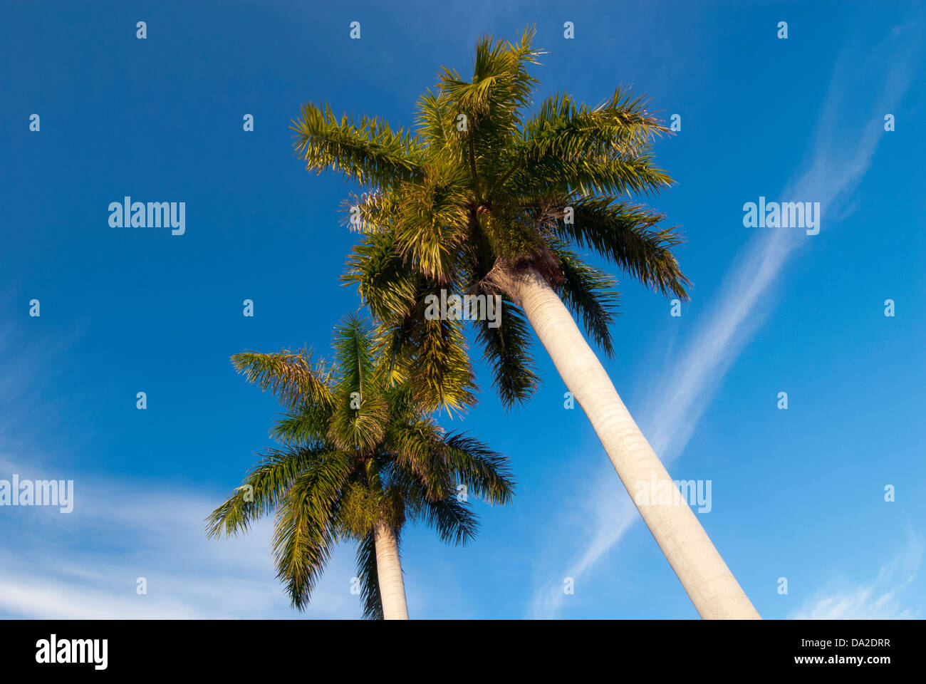 USA, Florida, Bradenton, Palmen mit blauem Himmel Stockfoto