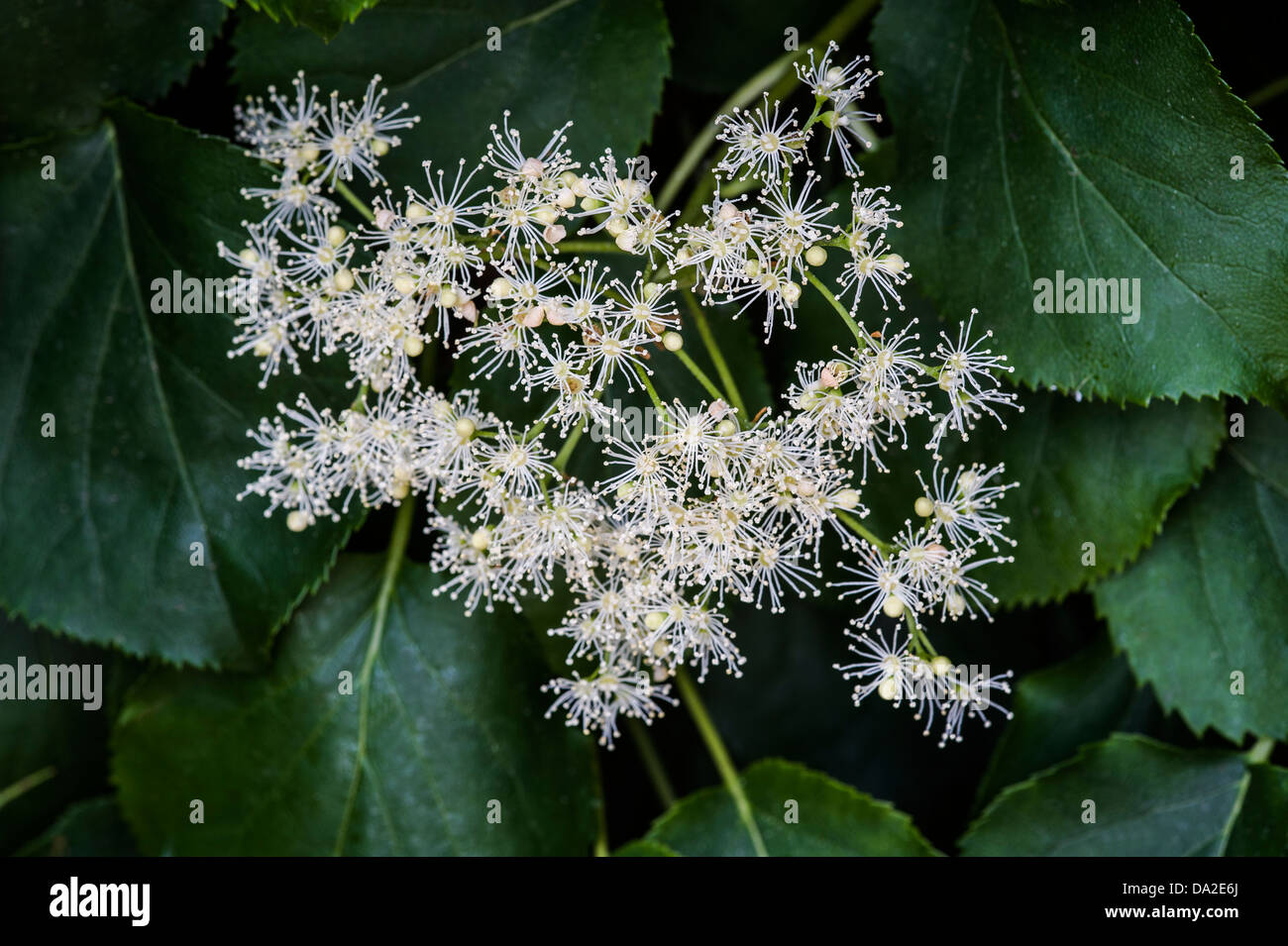 Hydrangea Anomala Kletter. Hydrangeaceae. Stockfoto