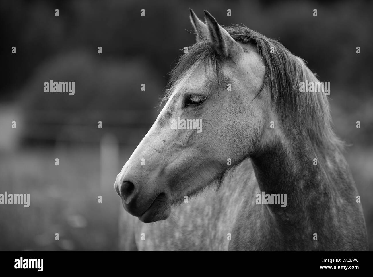 Inländische Pferd (Equus Ferus Caballus), Ekerö, Schweden Stockfoto
