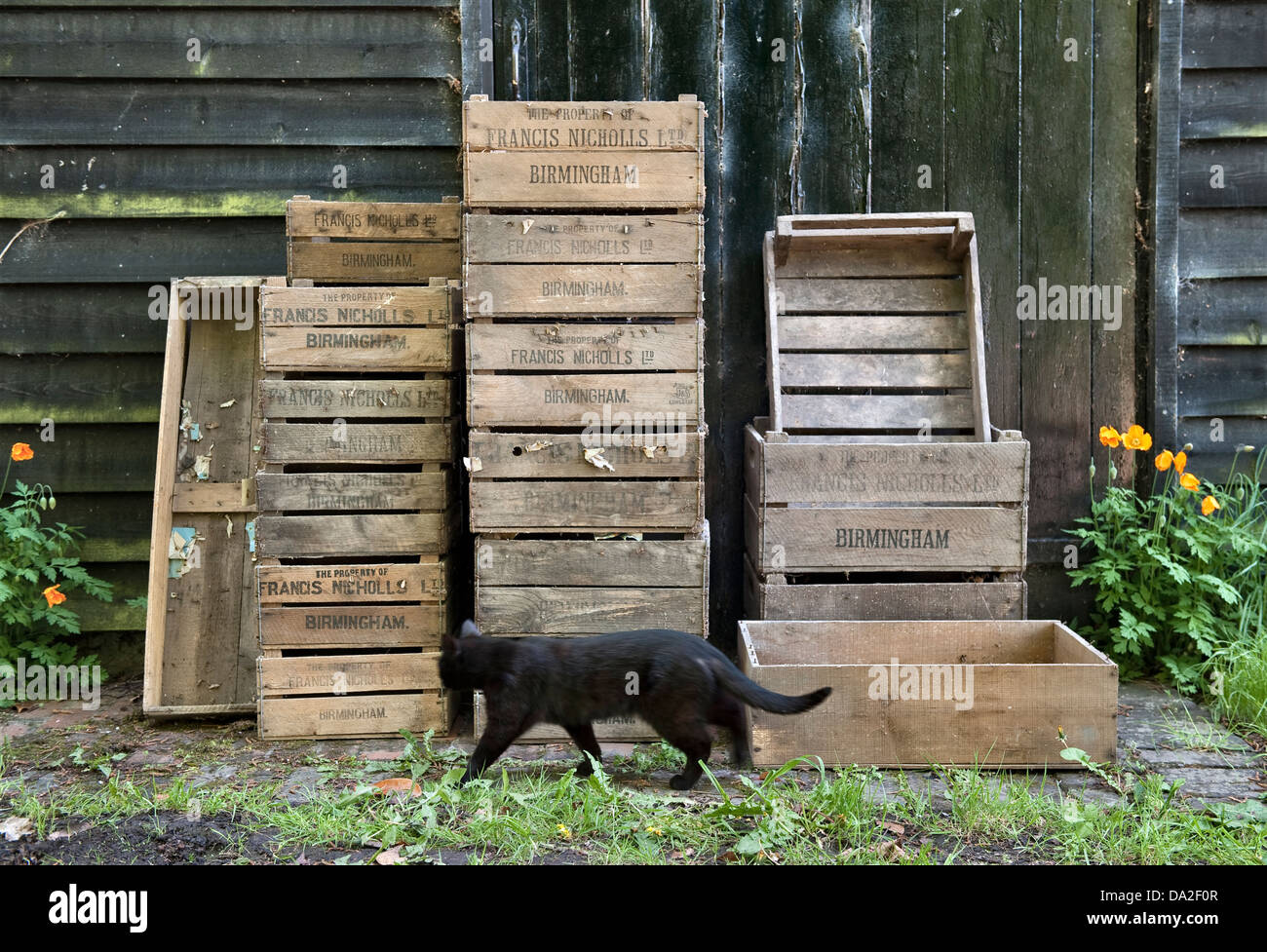 Eine schwarze Katze, die an alten Apfelkisten vorbeiläuft, die vor einer Scheune in Herefordshire, Großbritannien, gestapelt sind Stockfoto