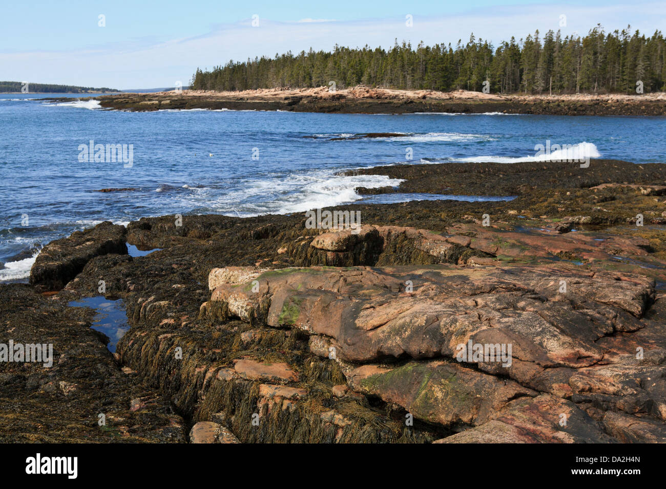 Atlantikküste Küste im Wunderland, Acadia National Park, Maine. Stockfoto