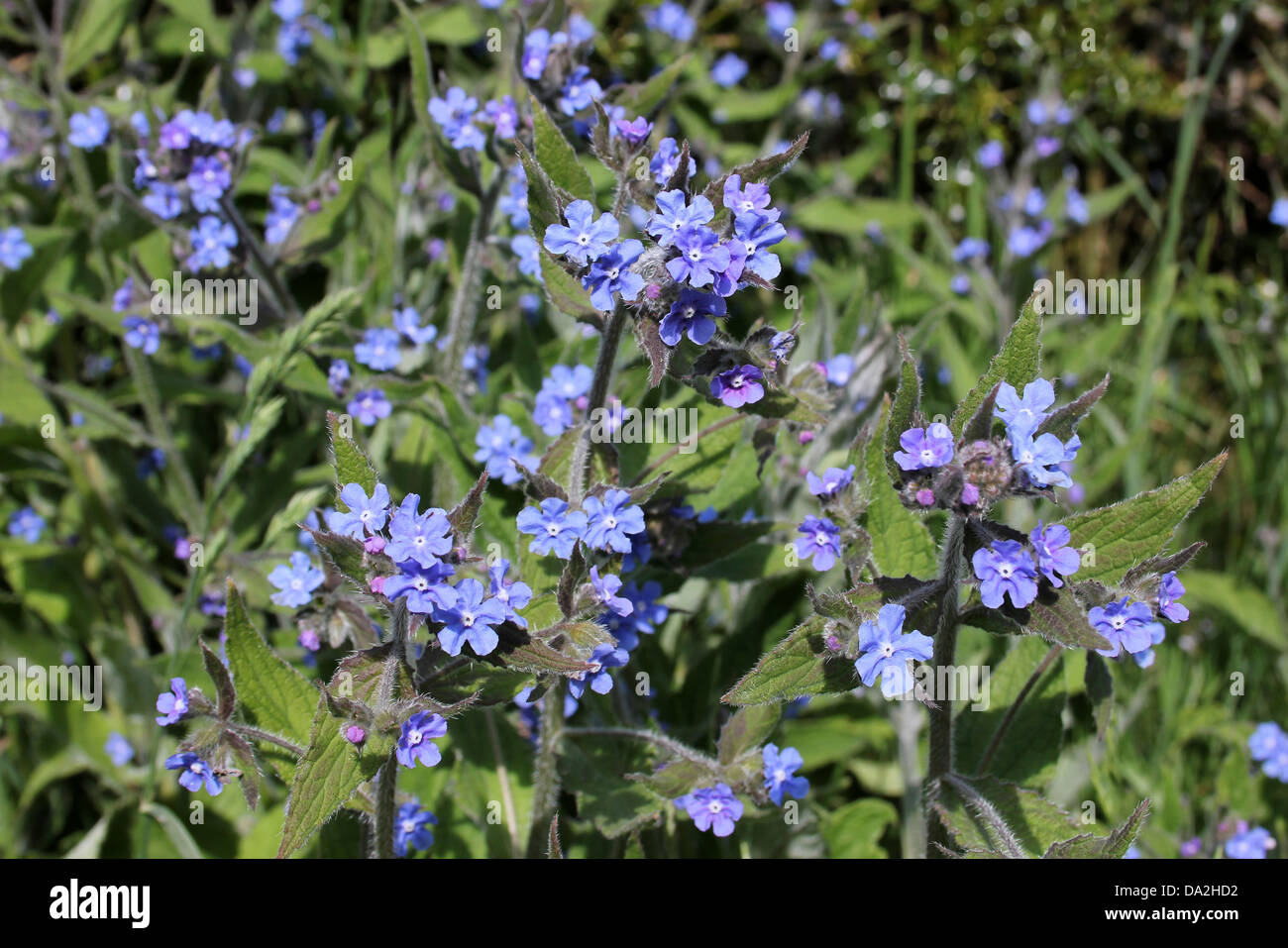 Grün Alkanet Pentaglottis sempervirens Stockfoto