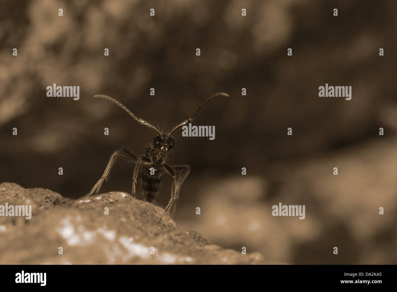 Ameisen-sp. Stockfoto