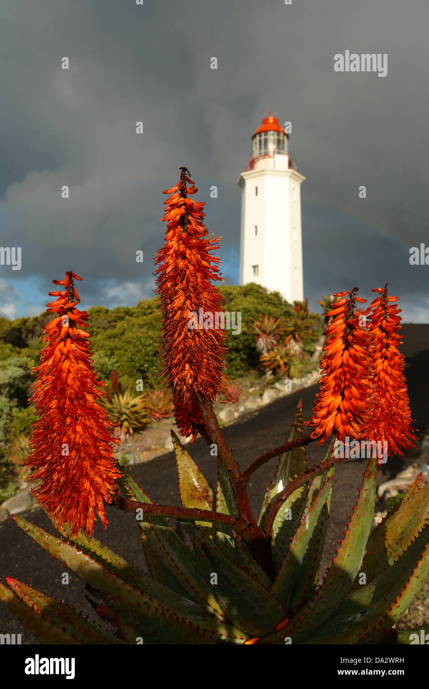 Winter blühenden Aloe in der Blüte nach Regen in der Nähe des Leuchtturms an der Gefahrenstelle, Gansbaai, Provinz Westkap, Südafrika Stockfoto