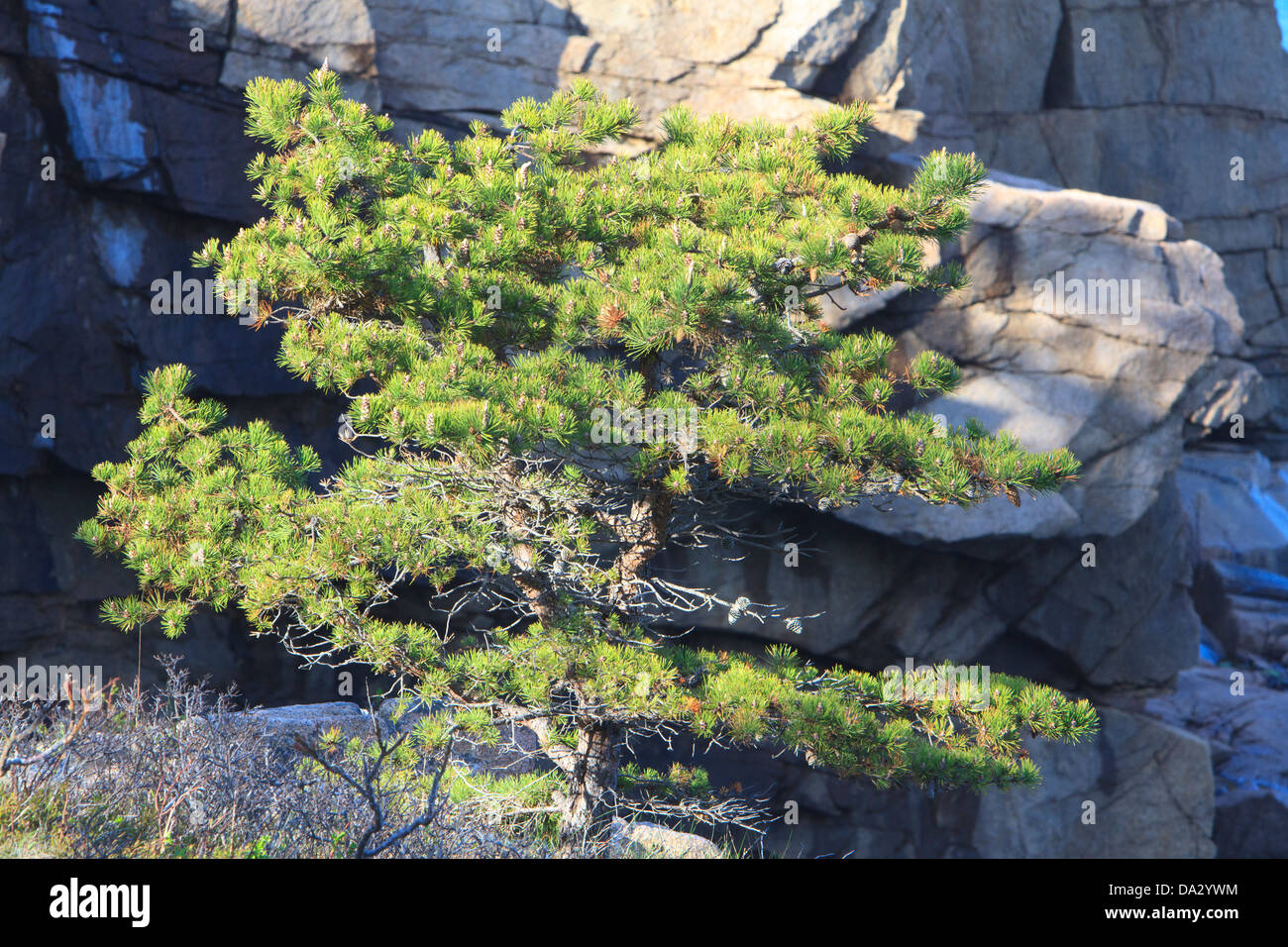 Einsamer Baum gegen Rack Granitwand, Atlantikküste im Acadia National Park, Maine. Stockfoto