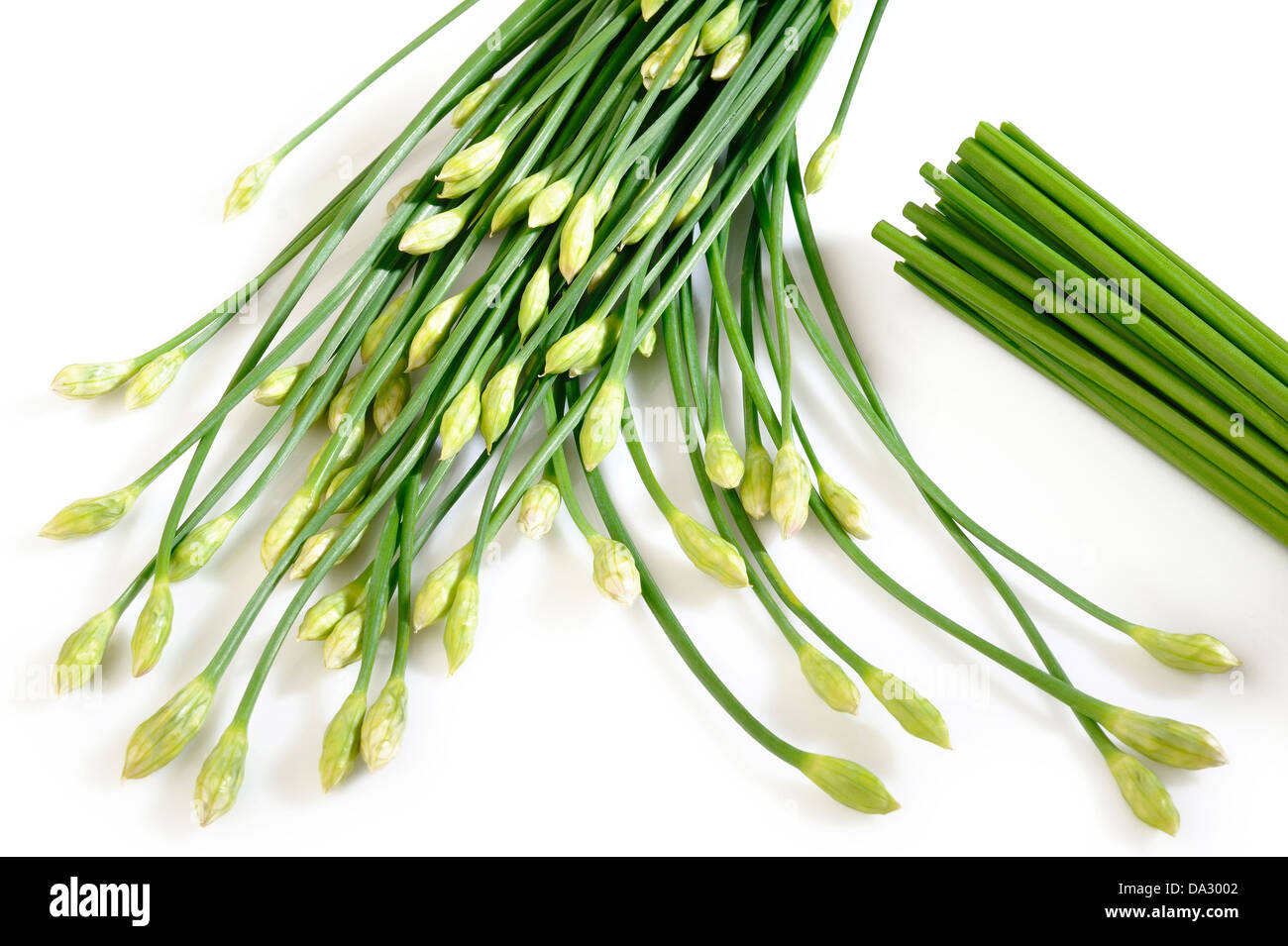 Knoblauch-Schnittlauch auf weißem Hintergrund Stockfoto